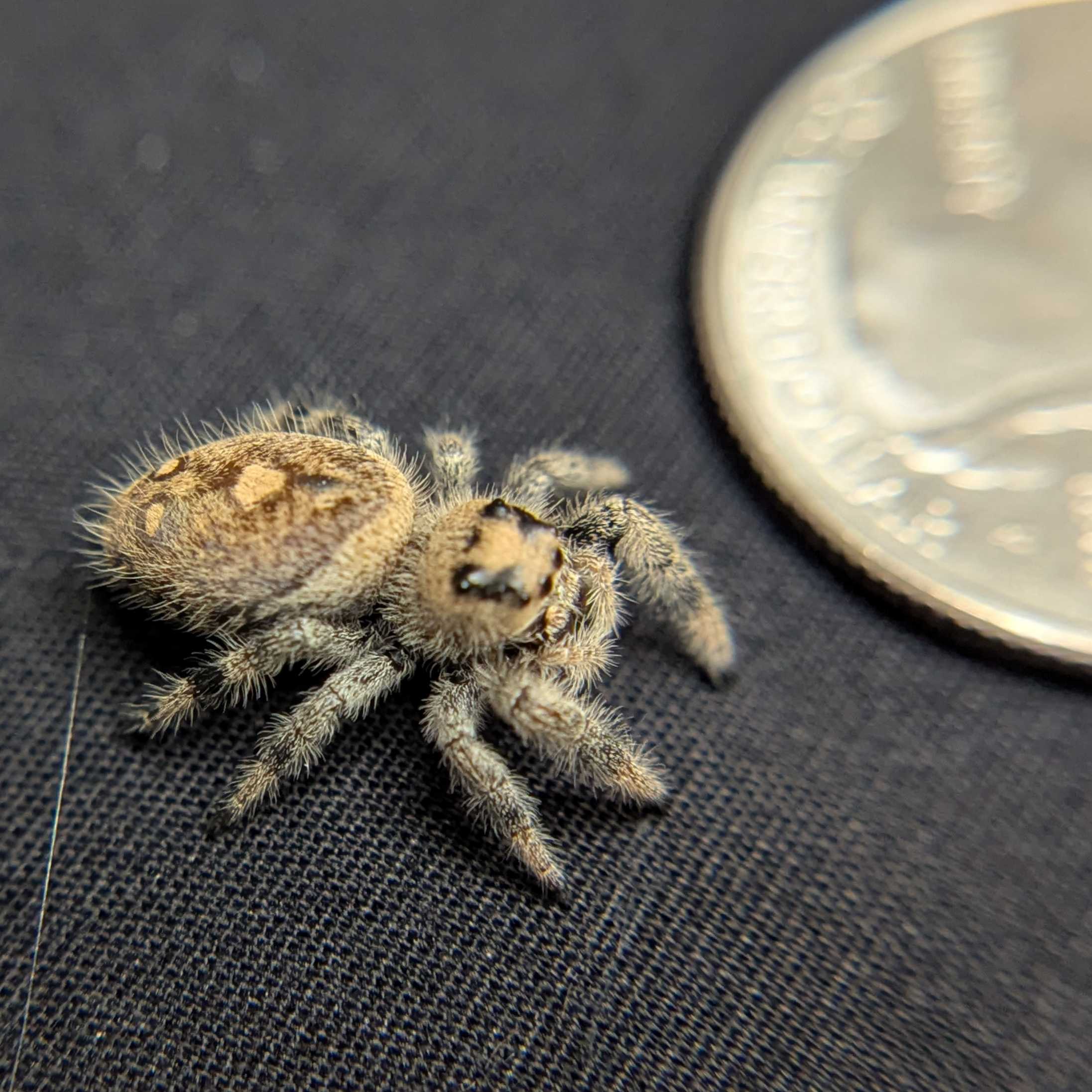 Regal Jumping Spider "Dandelion"