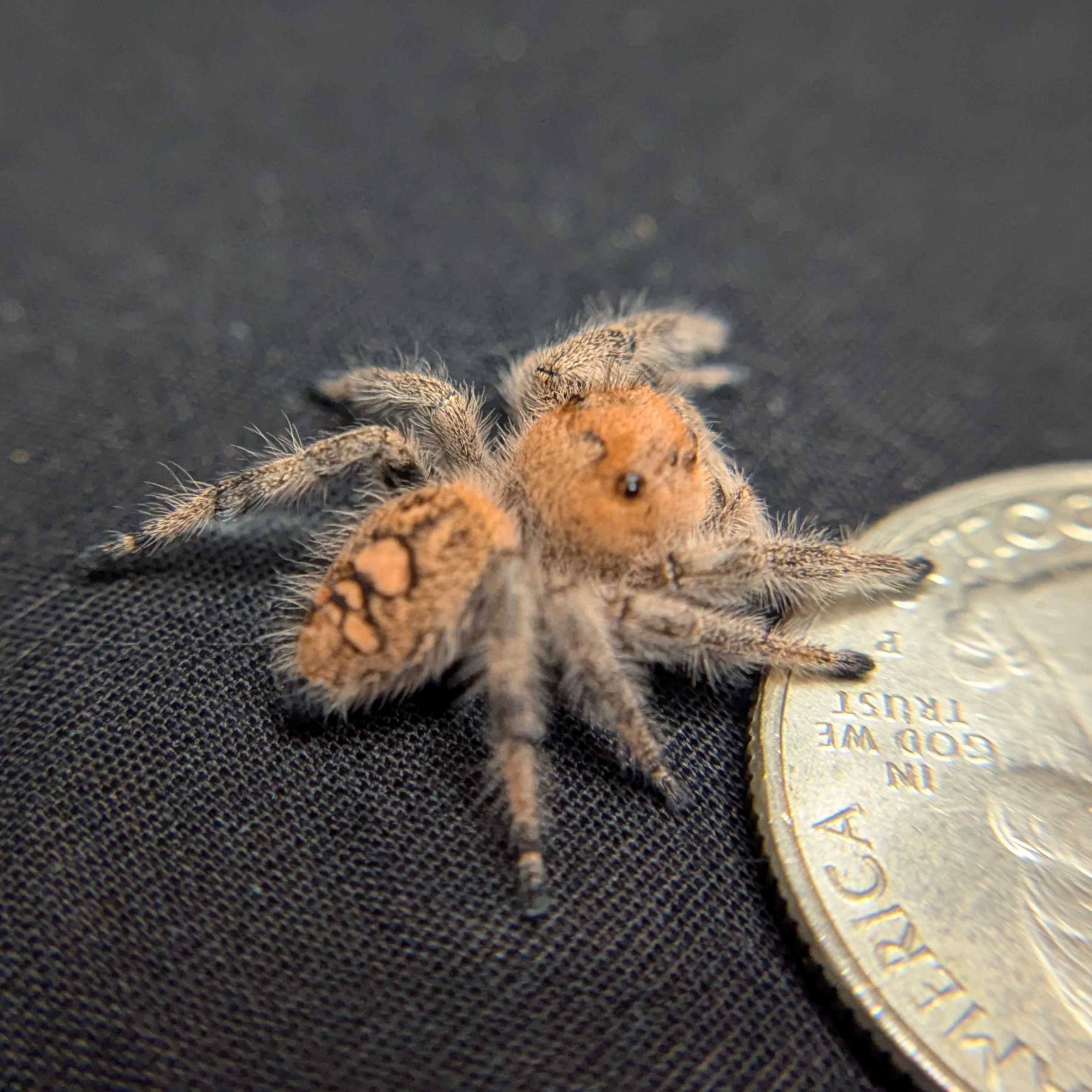 Regal Jumping Spider "Jade"