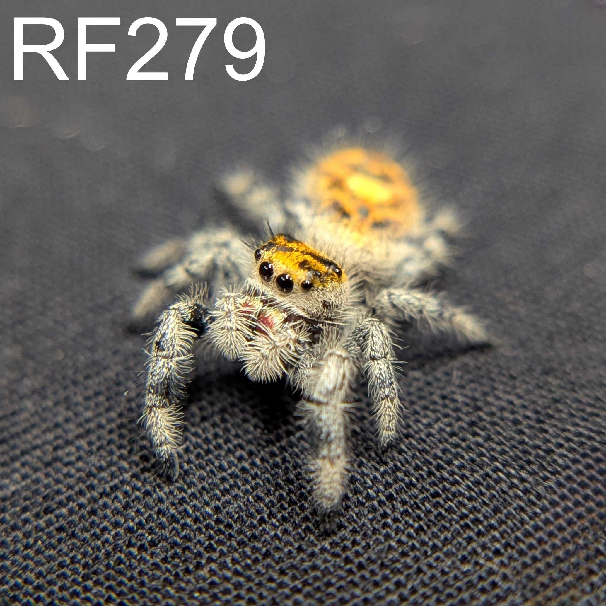 Regal Jumping Spider "Pineapple"