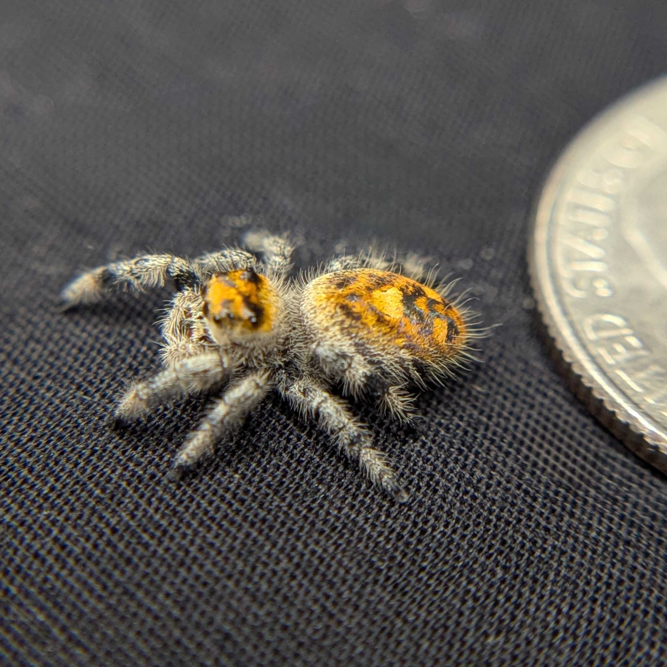 Regal Jumping Spider "Pineapple"