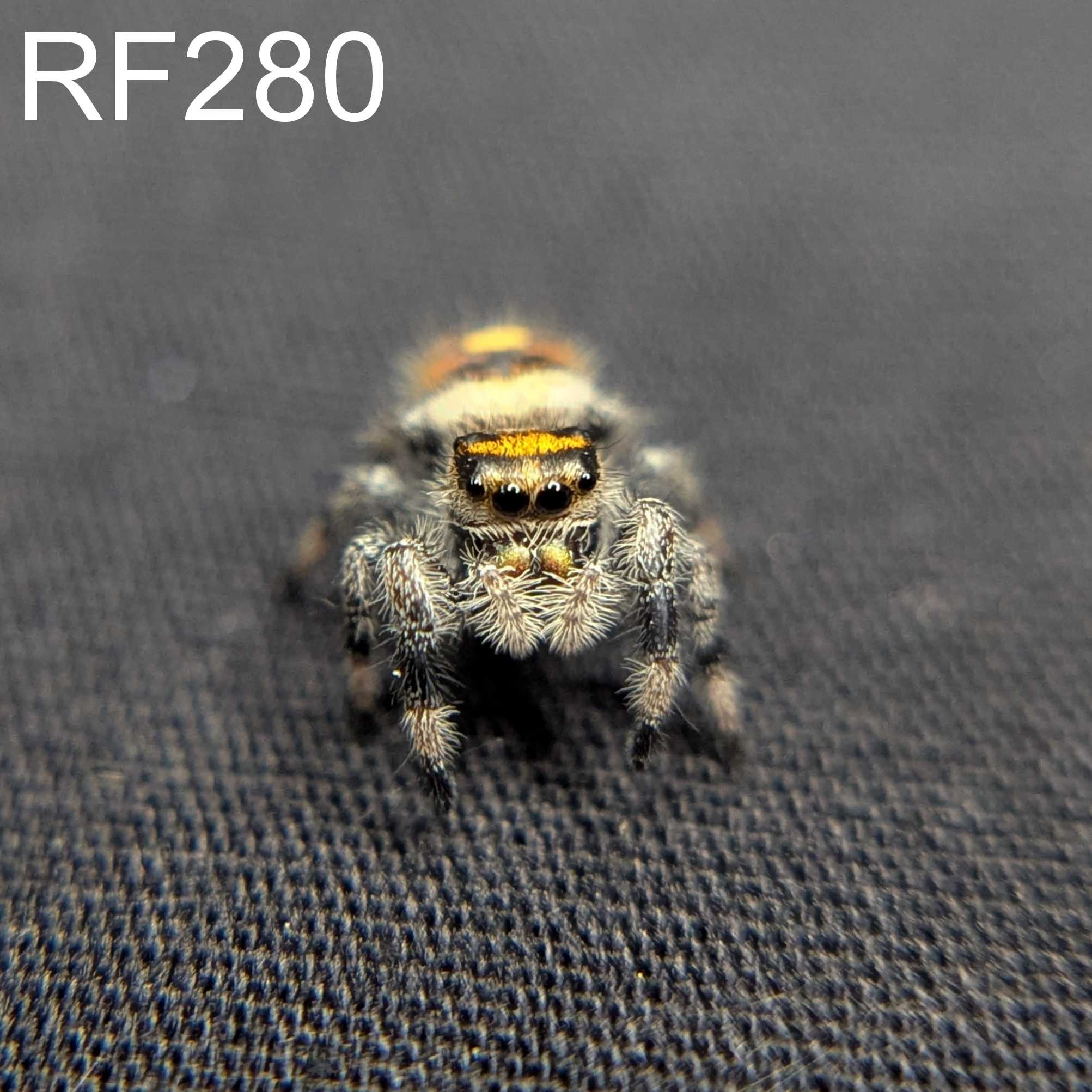 Regal Jumping Spider "Cornbread"