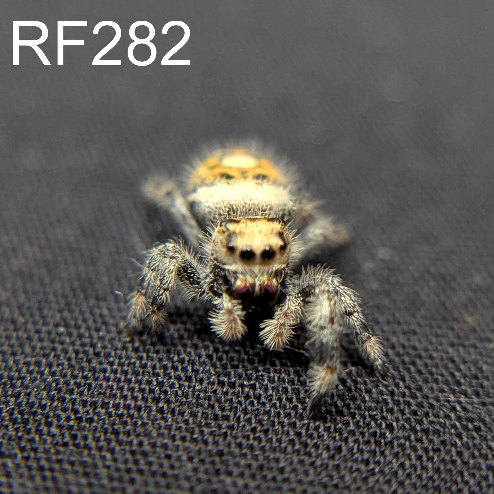 Regal Jumping Spider “Magnolia”