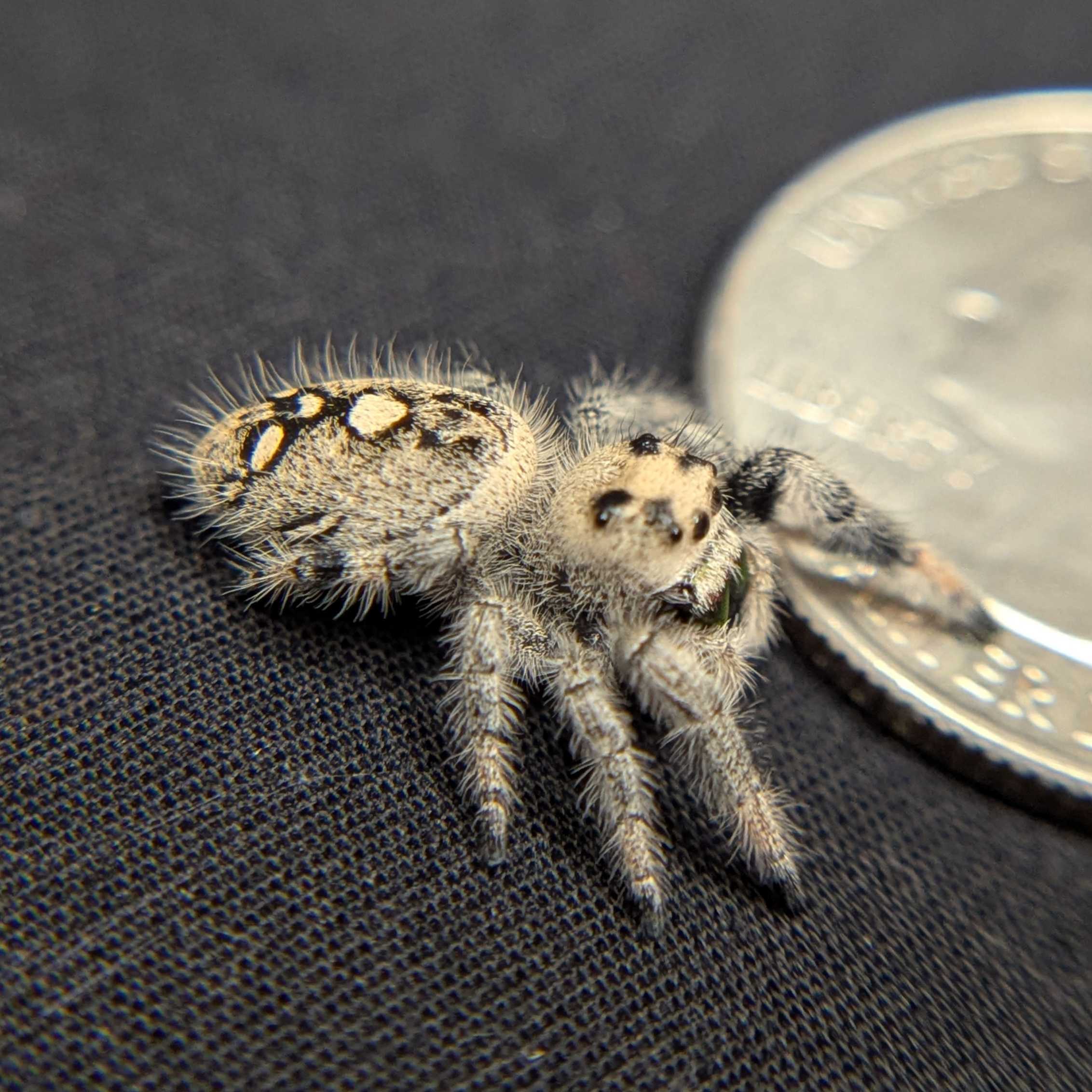 Regal Jumping Spider "Wafer"