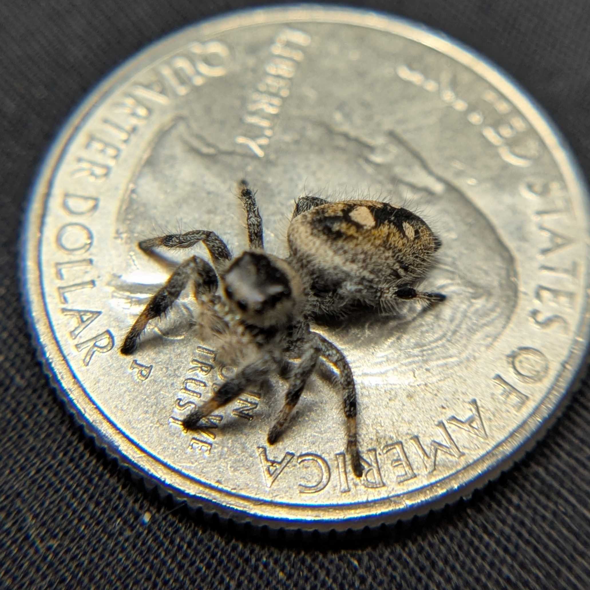 Regal Jumping Spider "Citrus"
