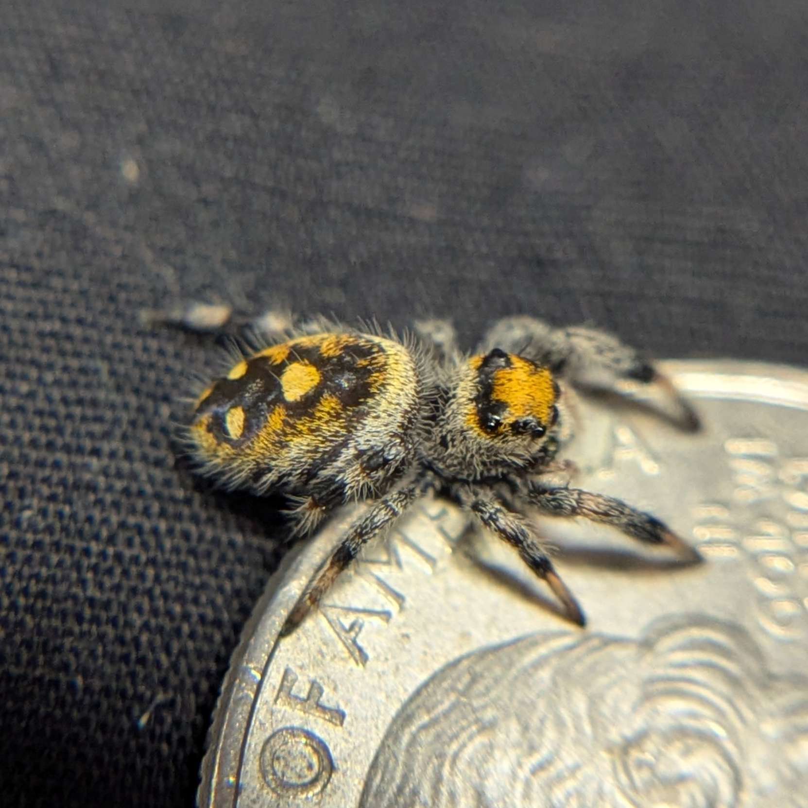 Regal Jumping Spider "Lemon"
