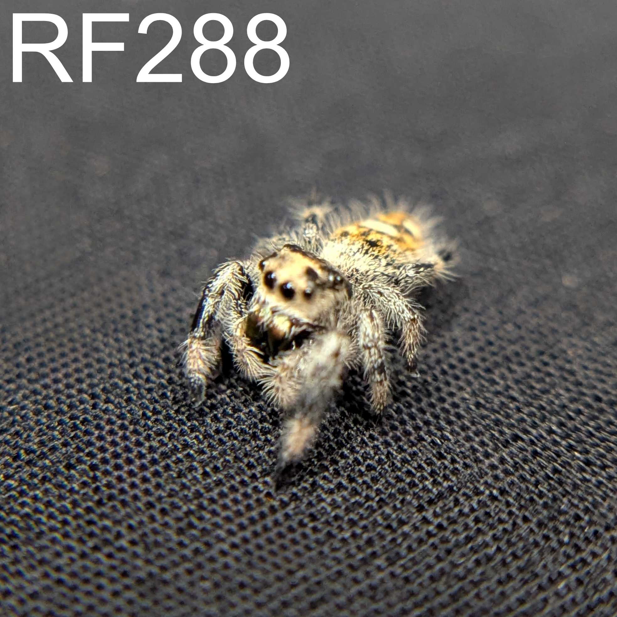 Regal Jumping Spider “Iris”