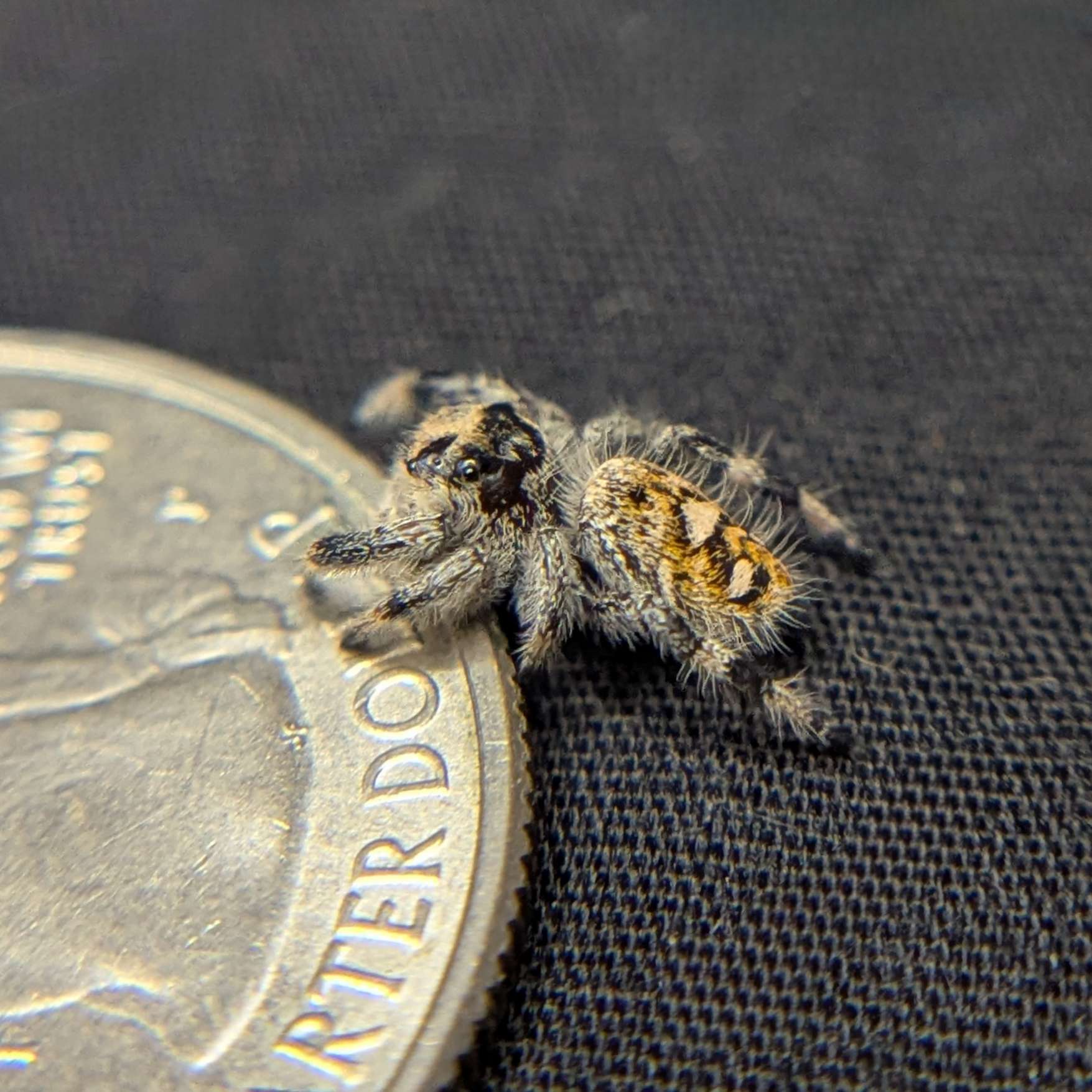Regal Jumping Spider “Iris”