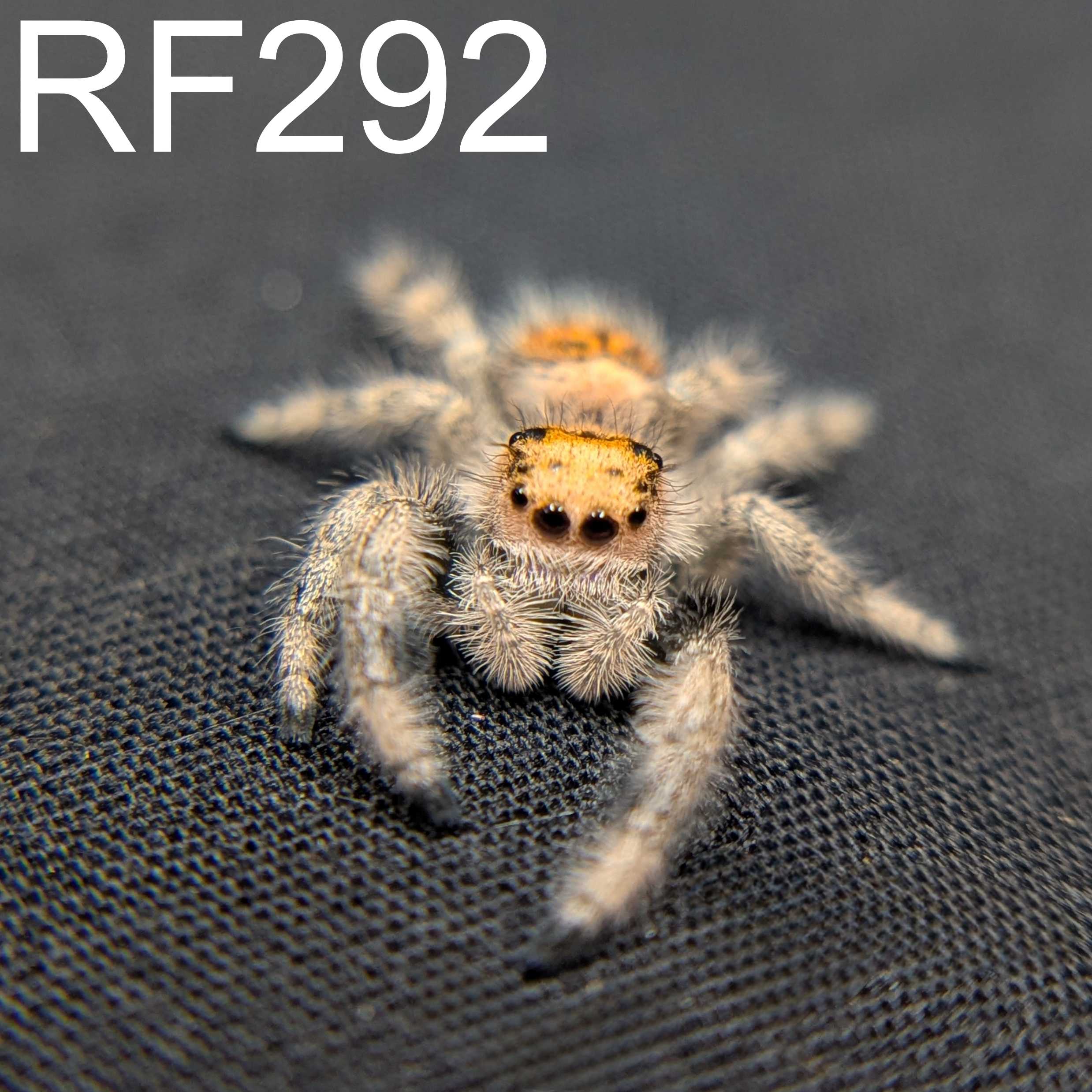 Regal Jumping Spider "Blossom"