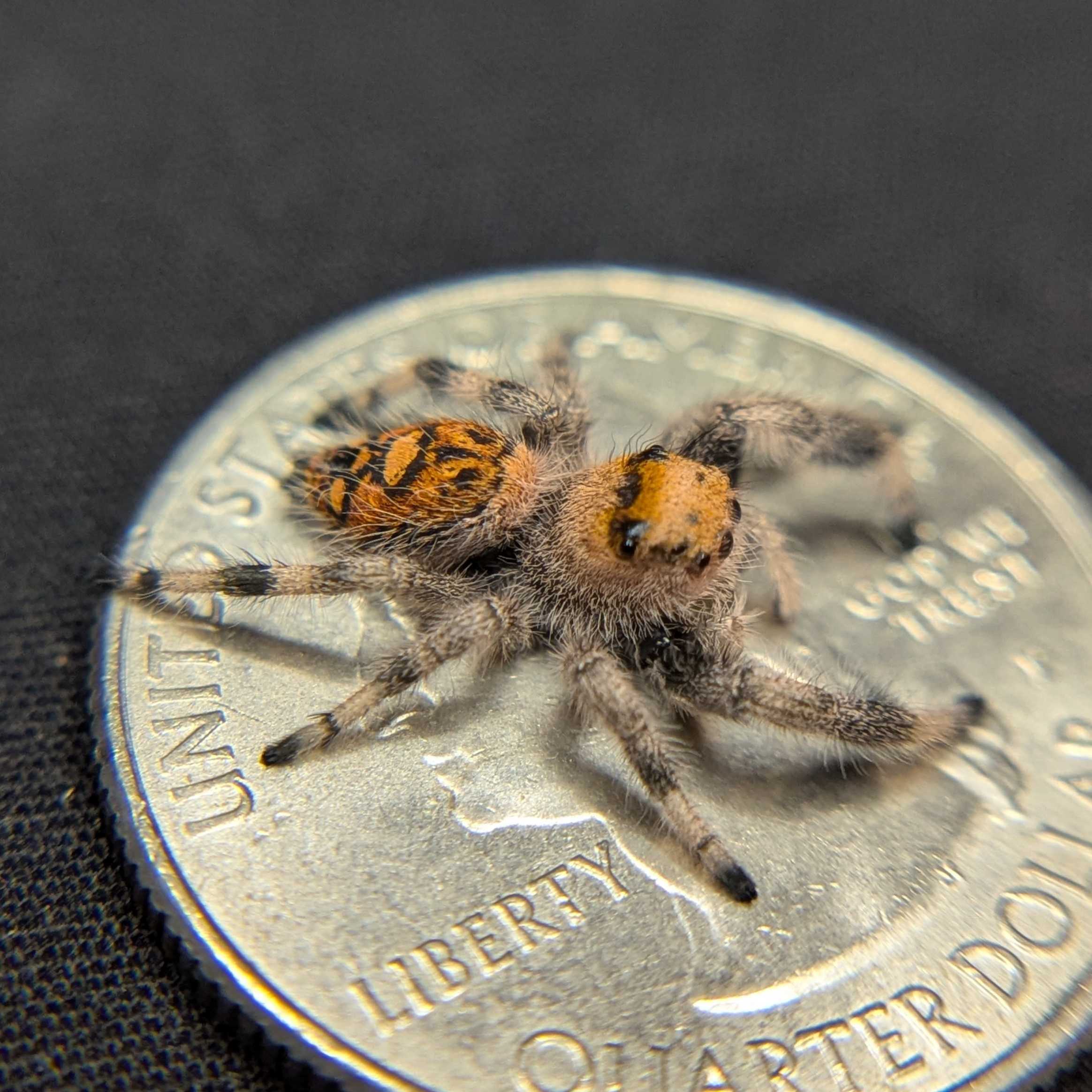 Regal Jumping Spider "Blossom"