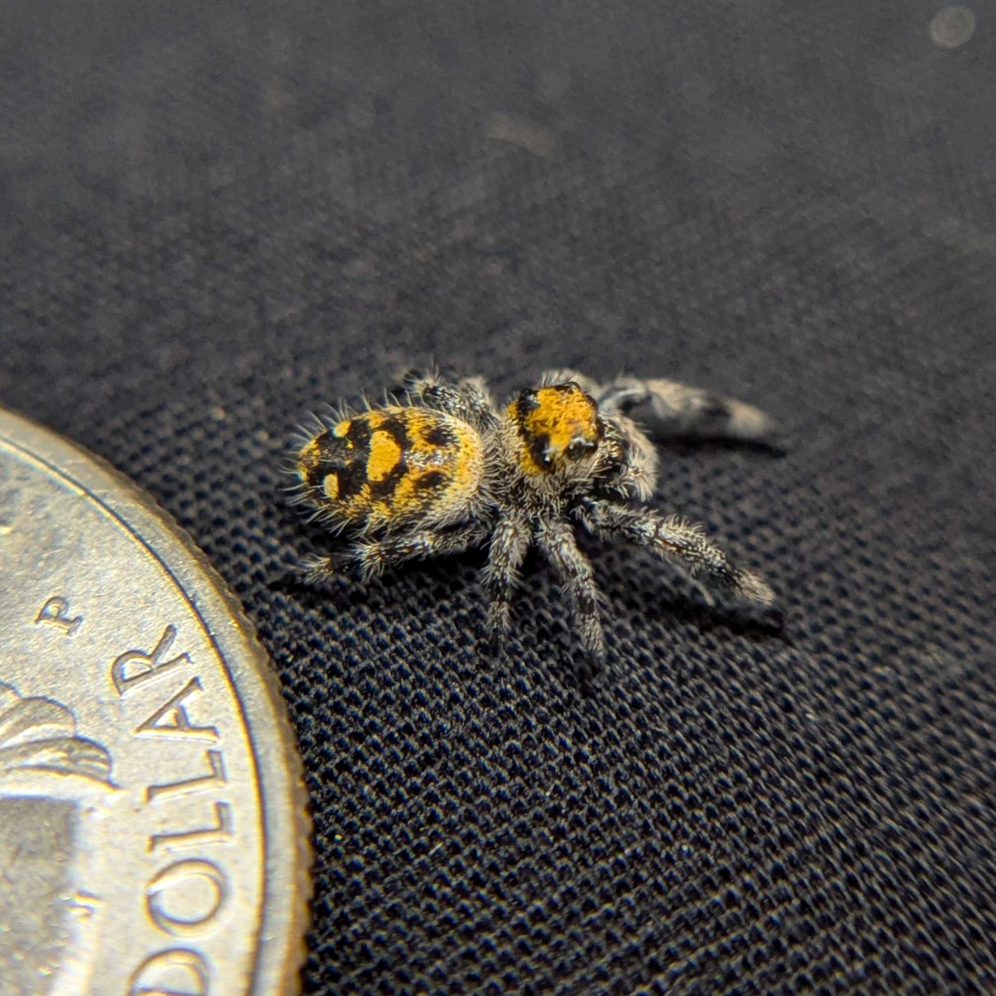 Regal Jumping Spider "Tropical"