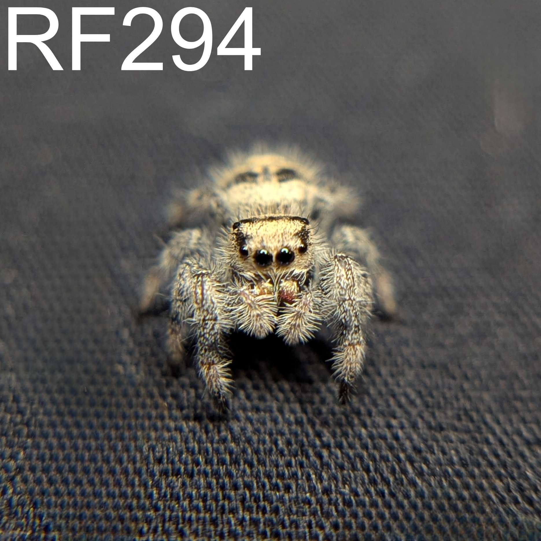 Regal Jumping Spider “Cerelia”