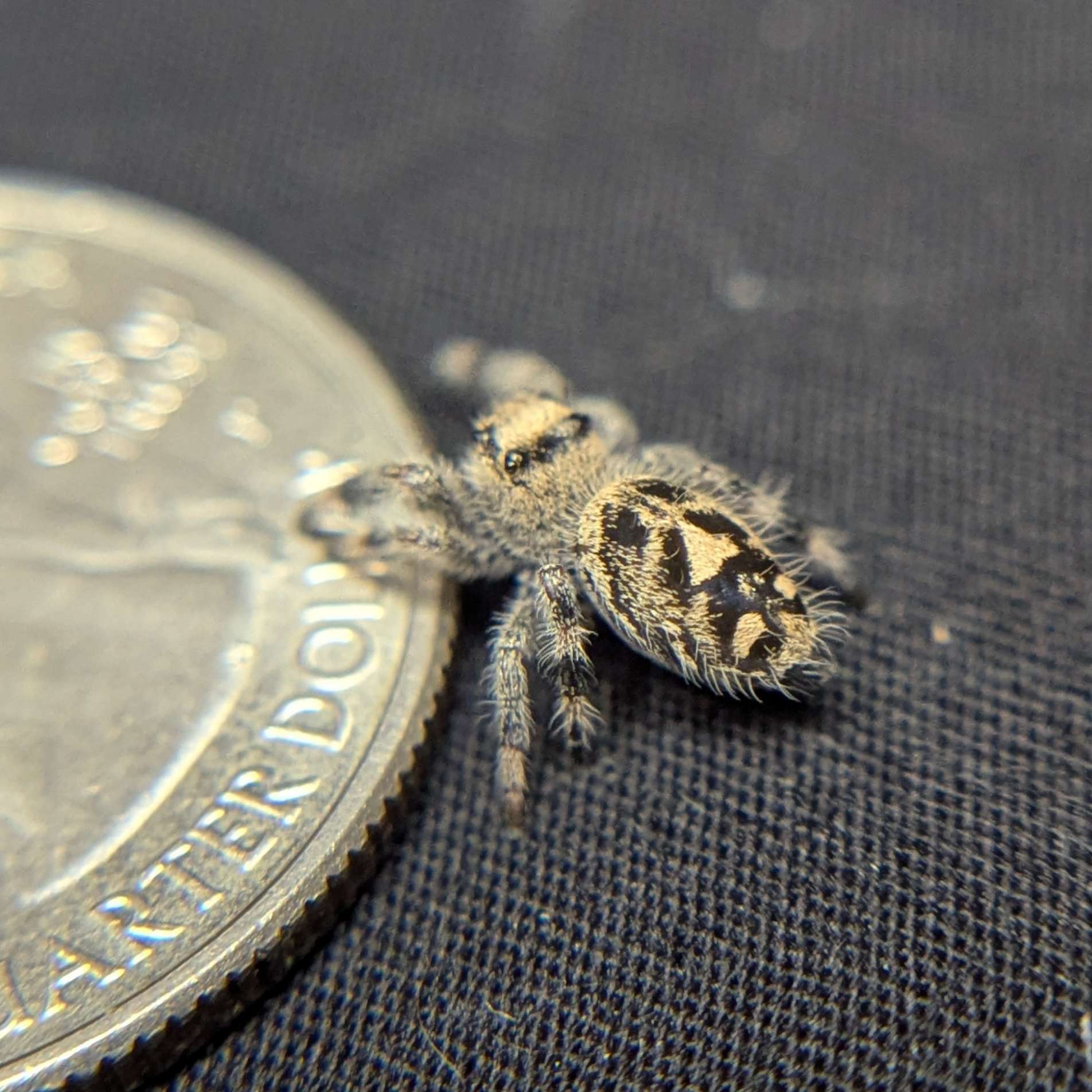 Regal Jumping Spider “Cerelia”