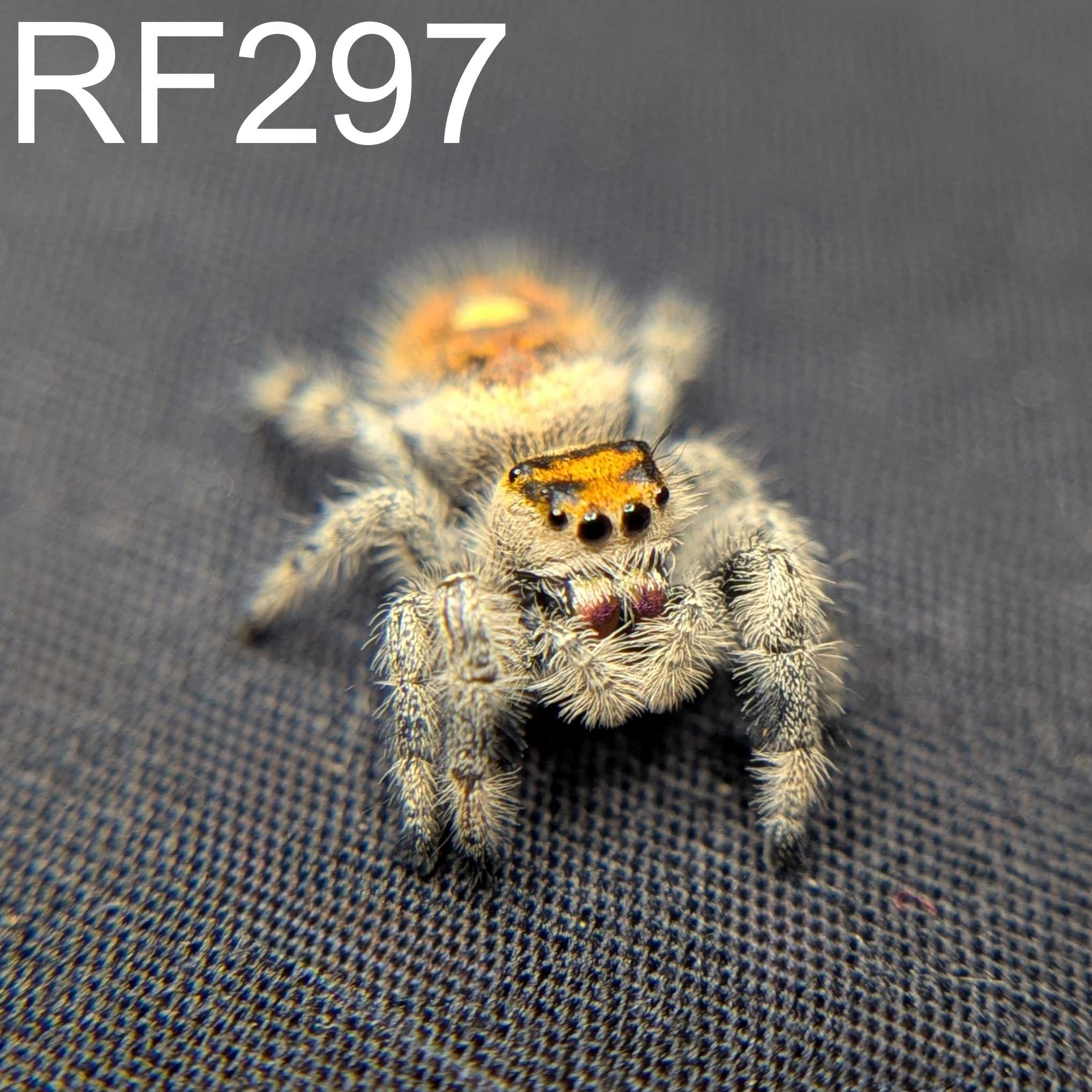 Regal Jumping Spider "Autumn"