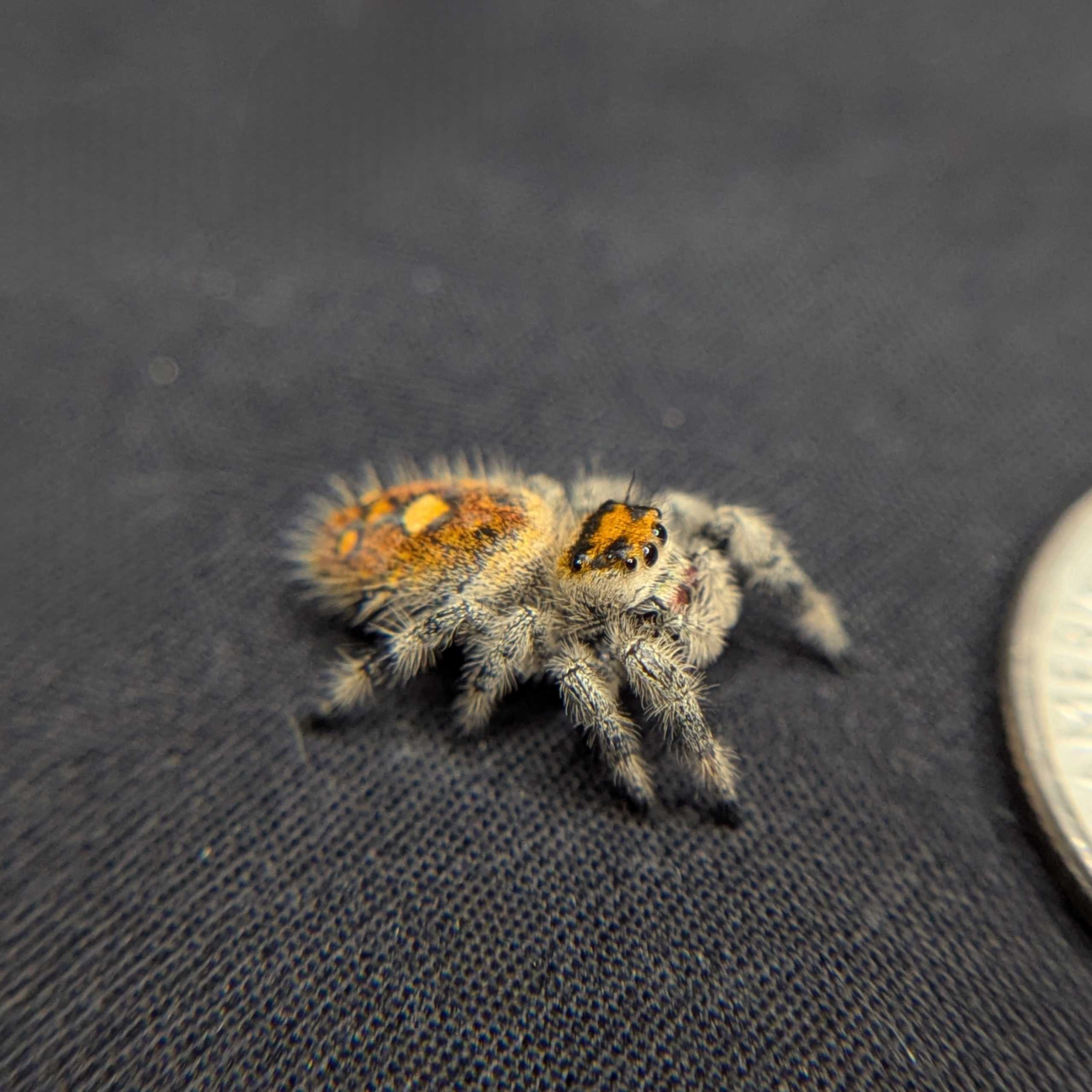 Regal Jumping Spider "Autumn"