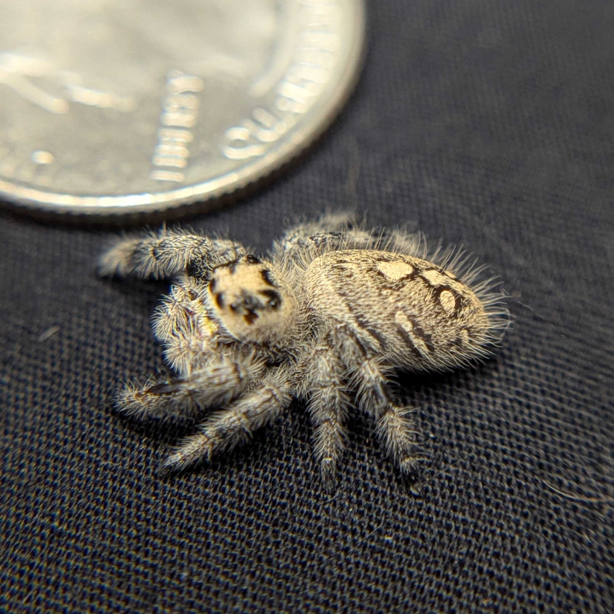 Regal Jumping Spider "Yogurt"
