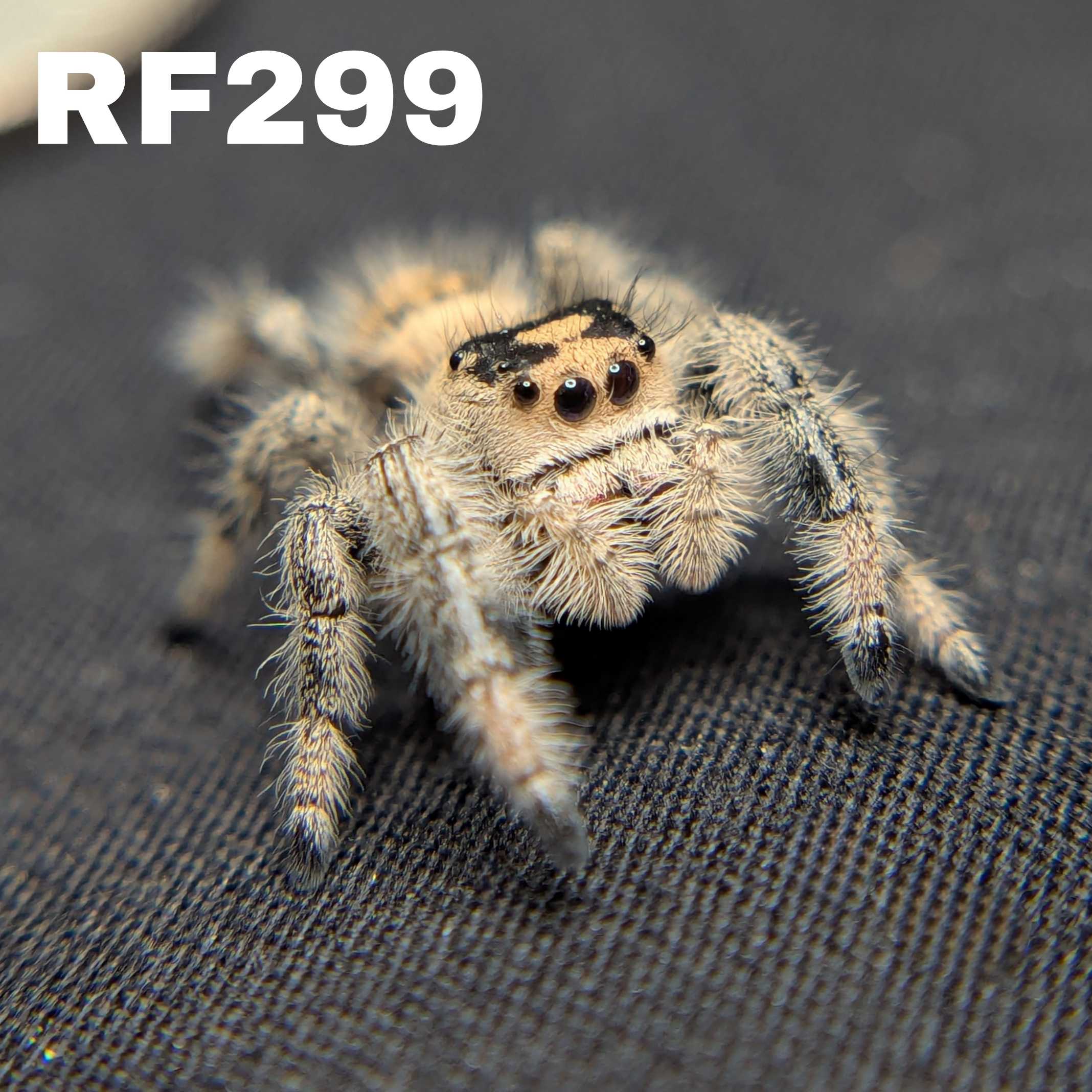 Regal Jumping Spider "Wine"