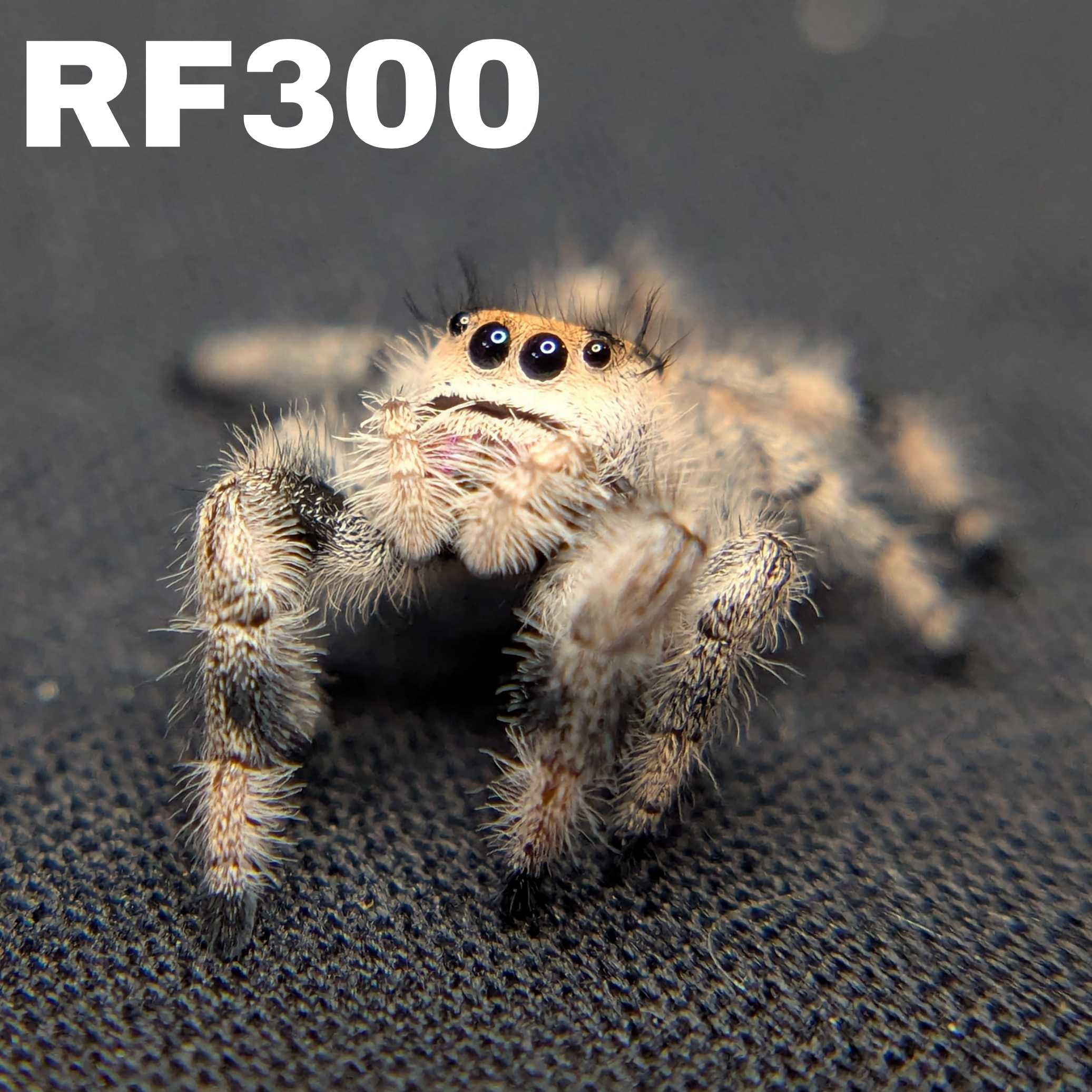 Regal Jumping Spider "Rosie"