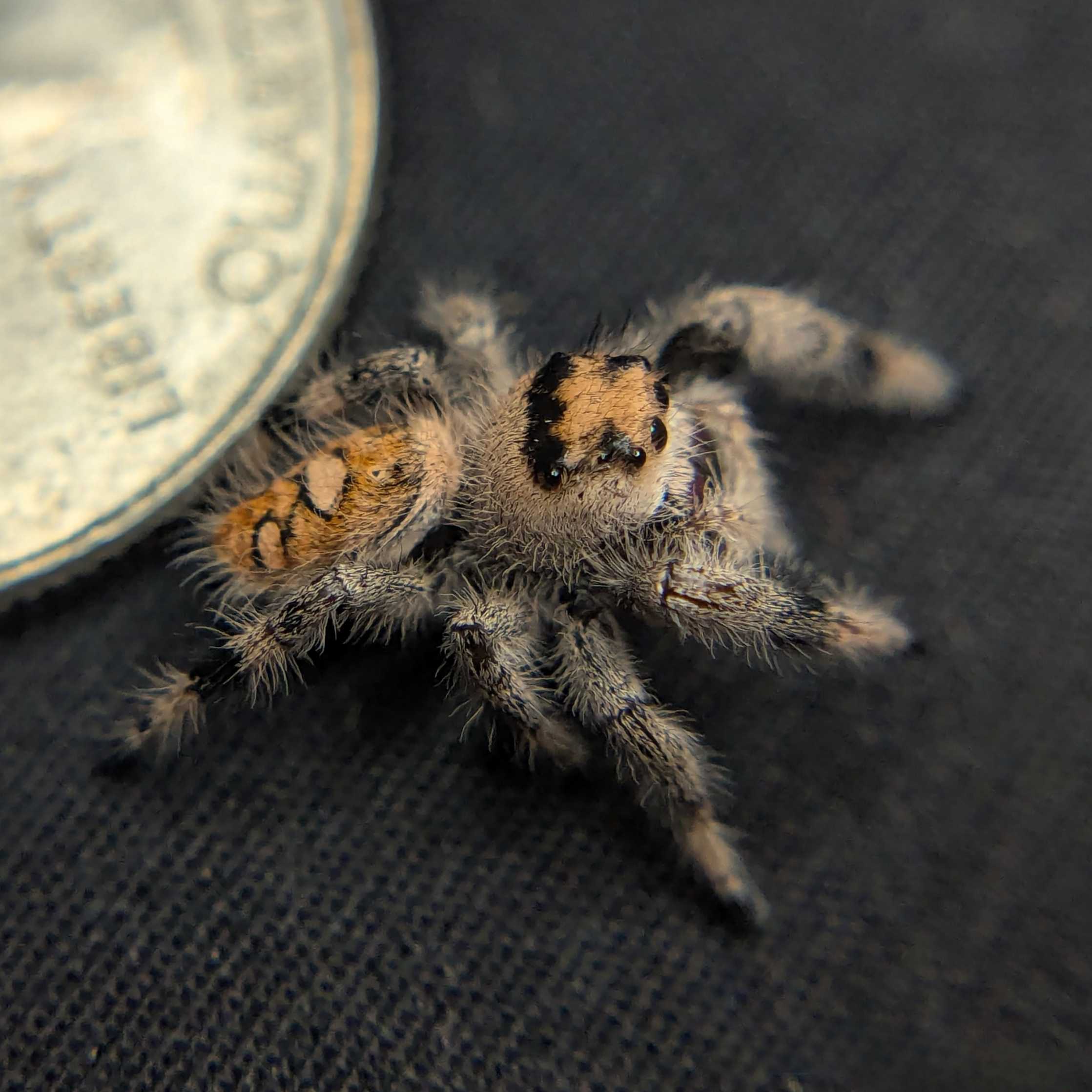 Regal Jumping Spider "Rosie"
