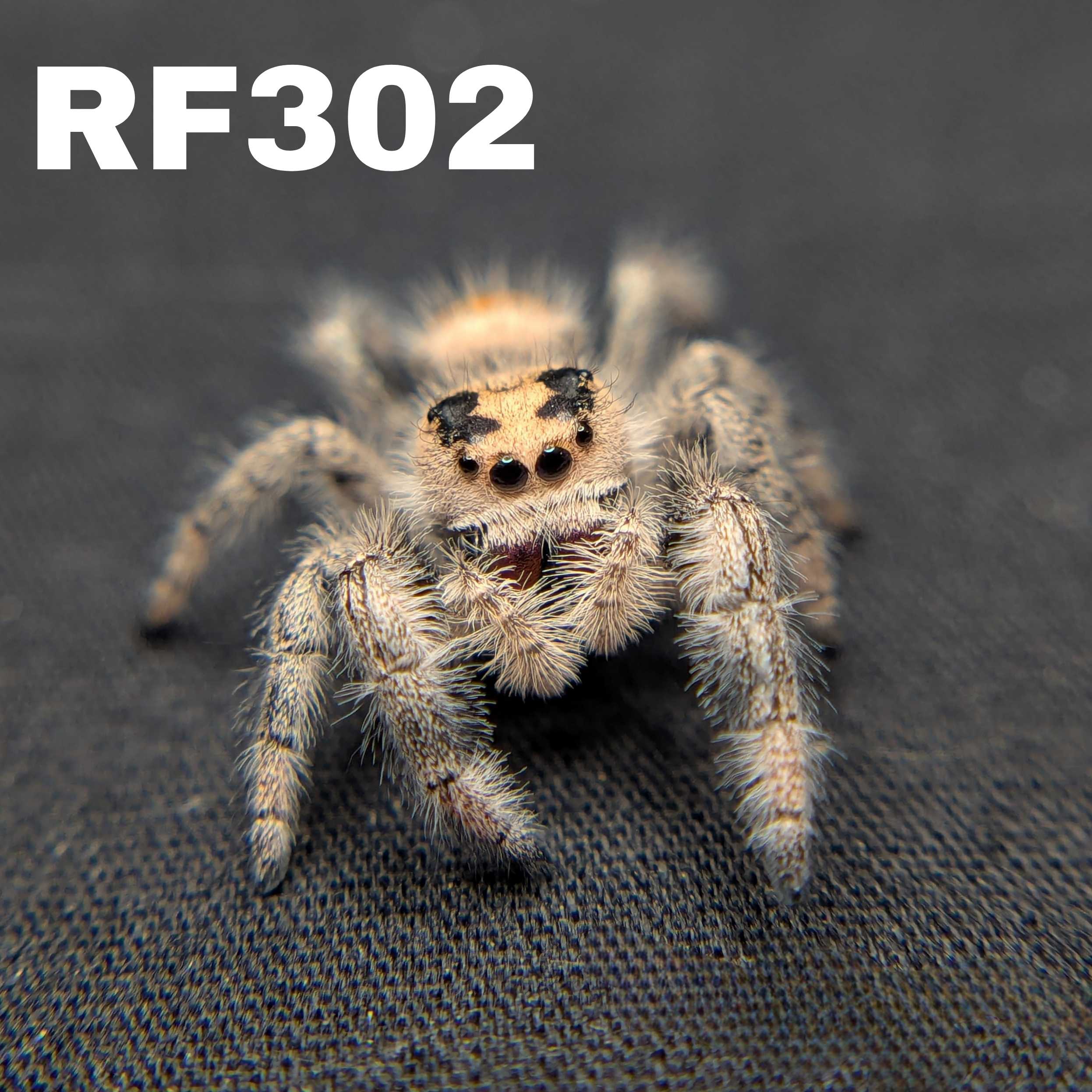 Regal Jumping Spider "Pastry"