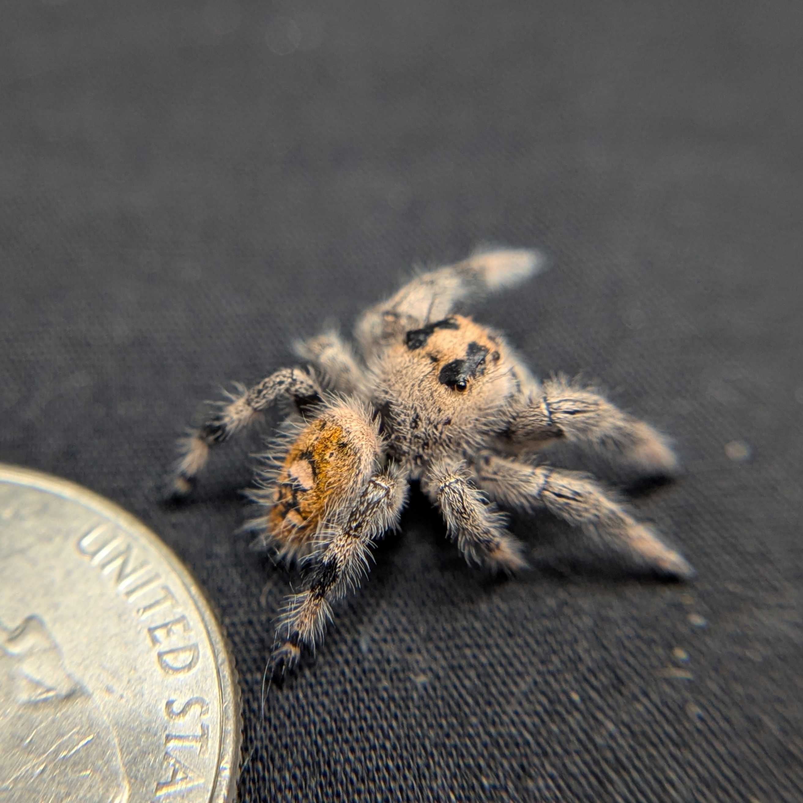 Regal Jumping Spider "Pastry"