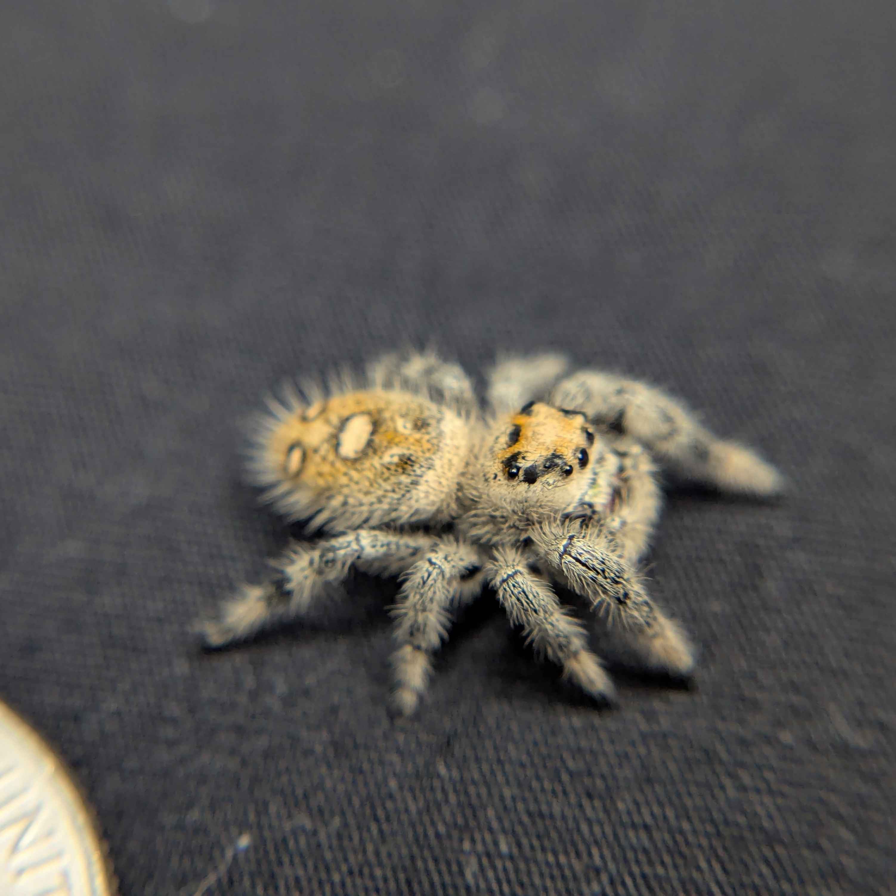Regal Jumping Spider "Paradise"