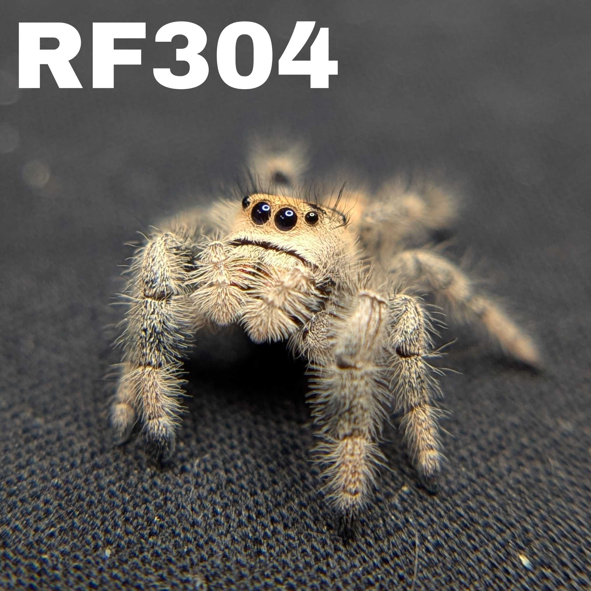 Regal Jumping Spider "Snugglebug"