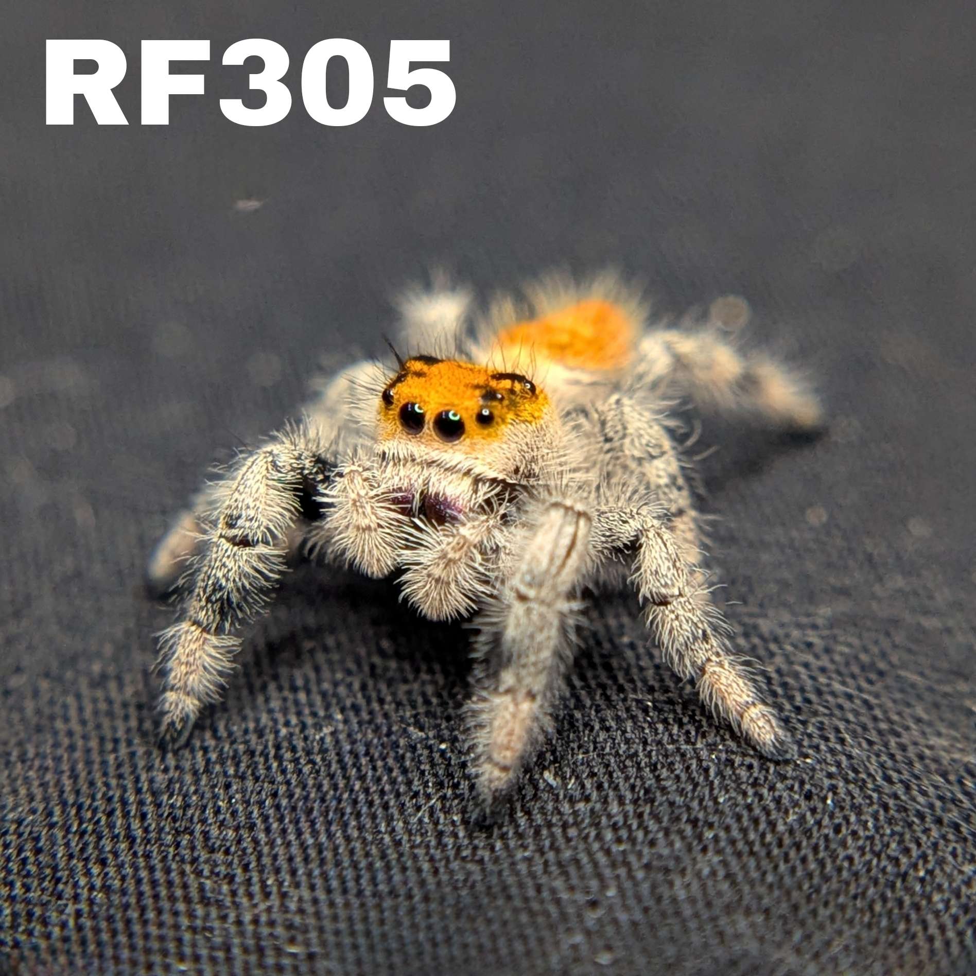 Regal Jumping Spider "Firecracker"