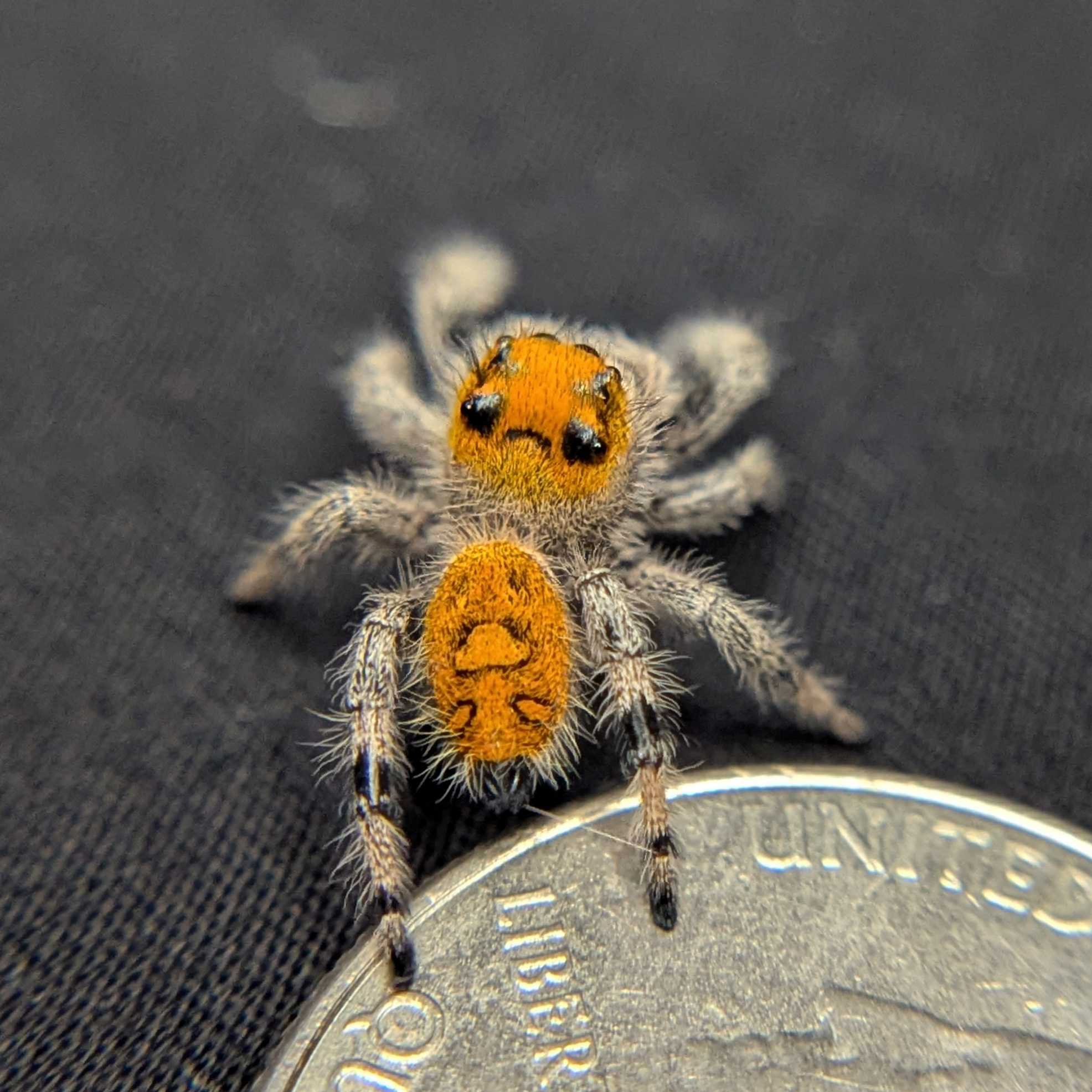 Regal Jumping Spider "Firecracker"