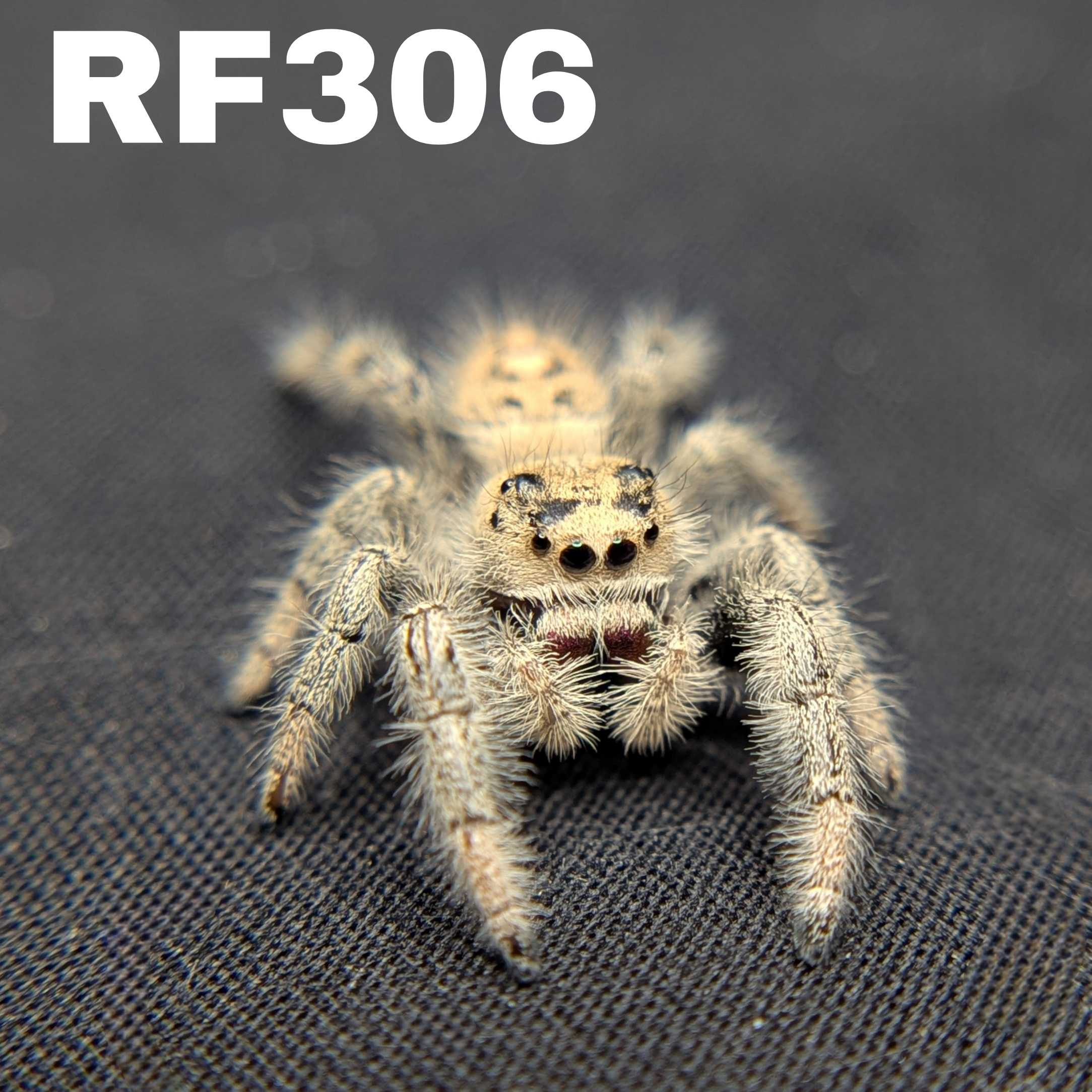 Regal Jumping Spider "Coconut"