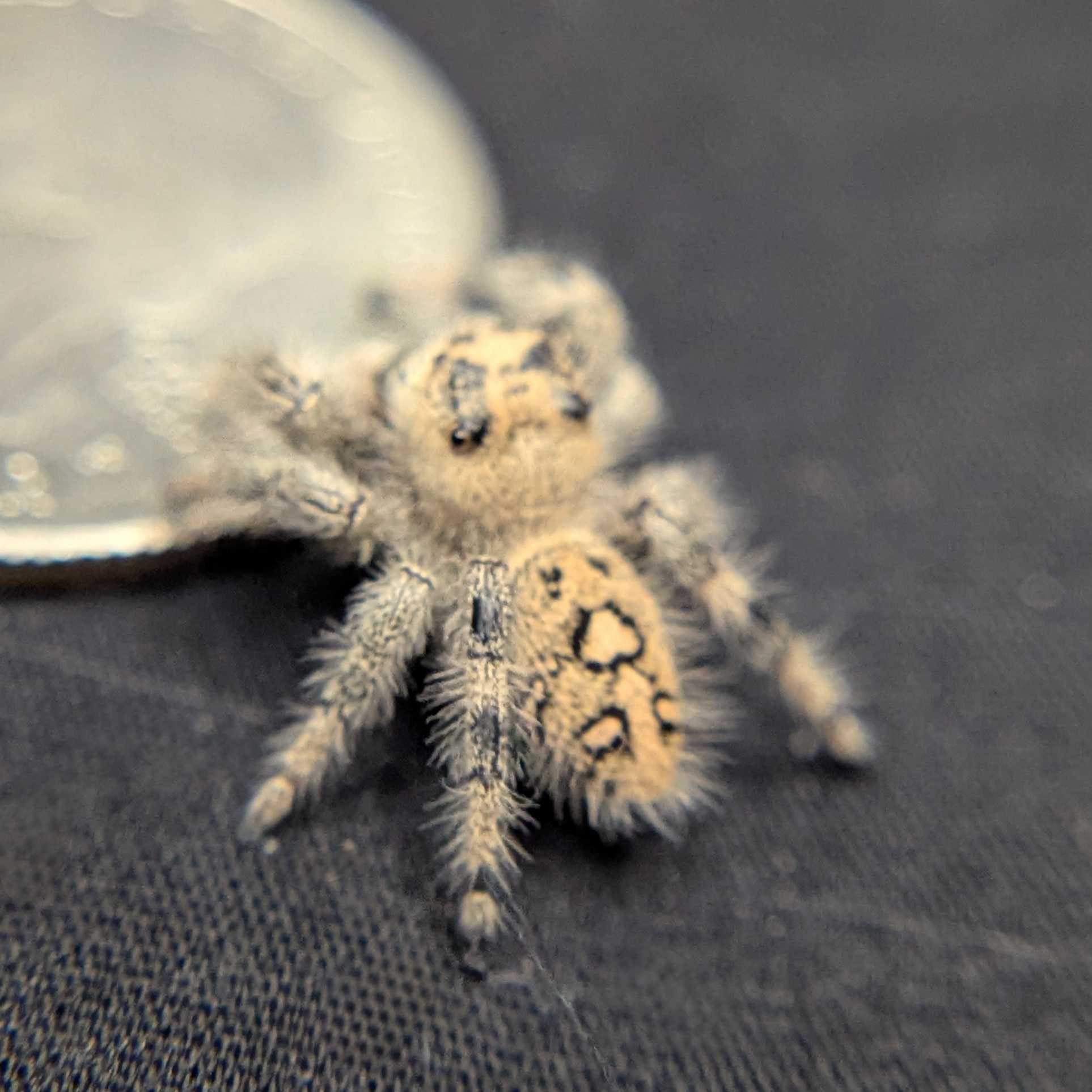 Regal Jumping Spider "Coconut"