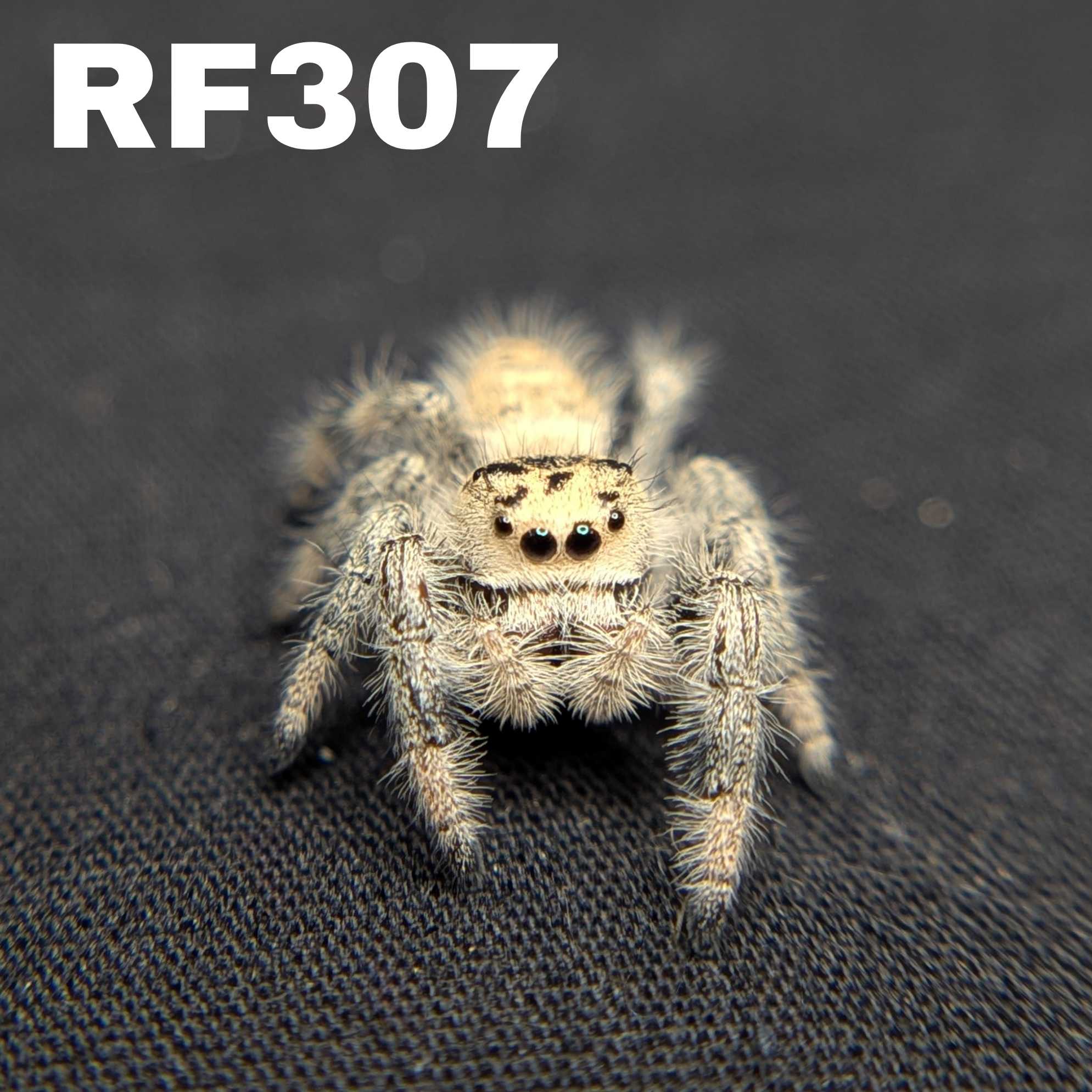 Regal Jumping Spider "Snowball"