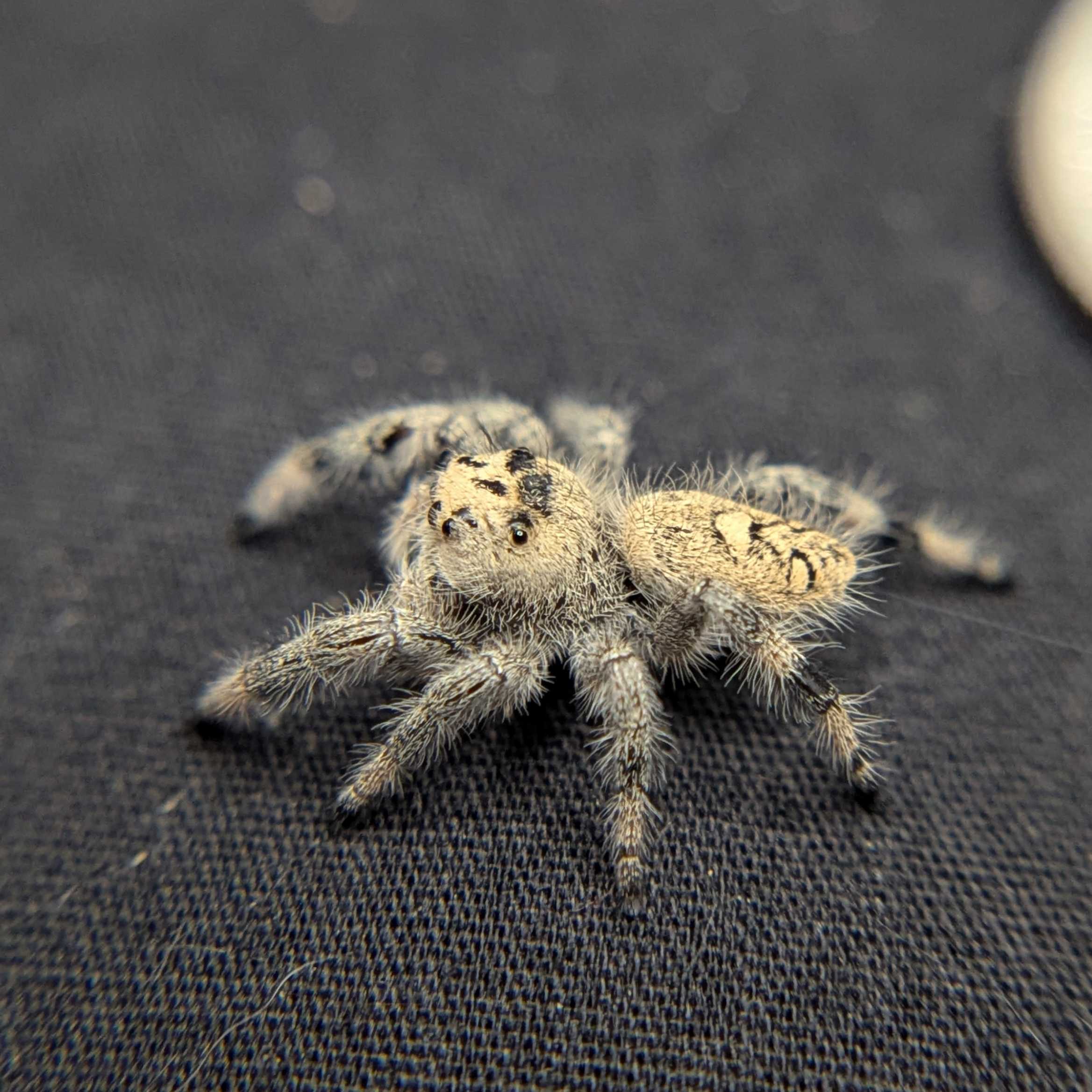 Regal Jumping Spider "Snowball"
