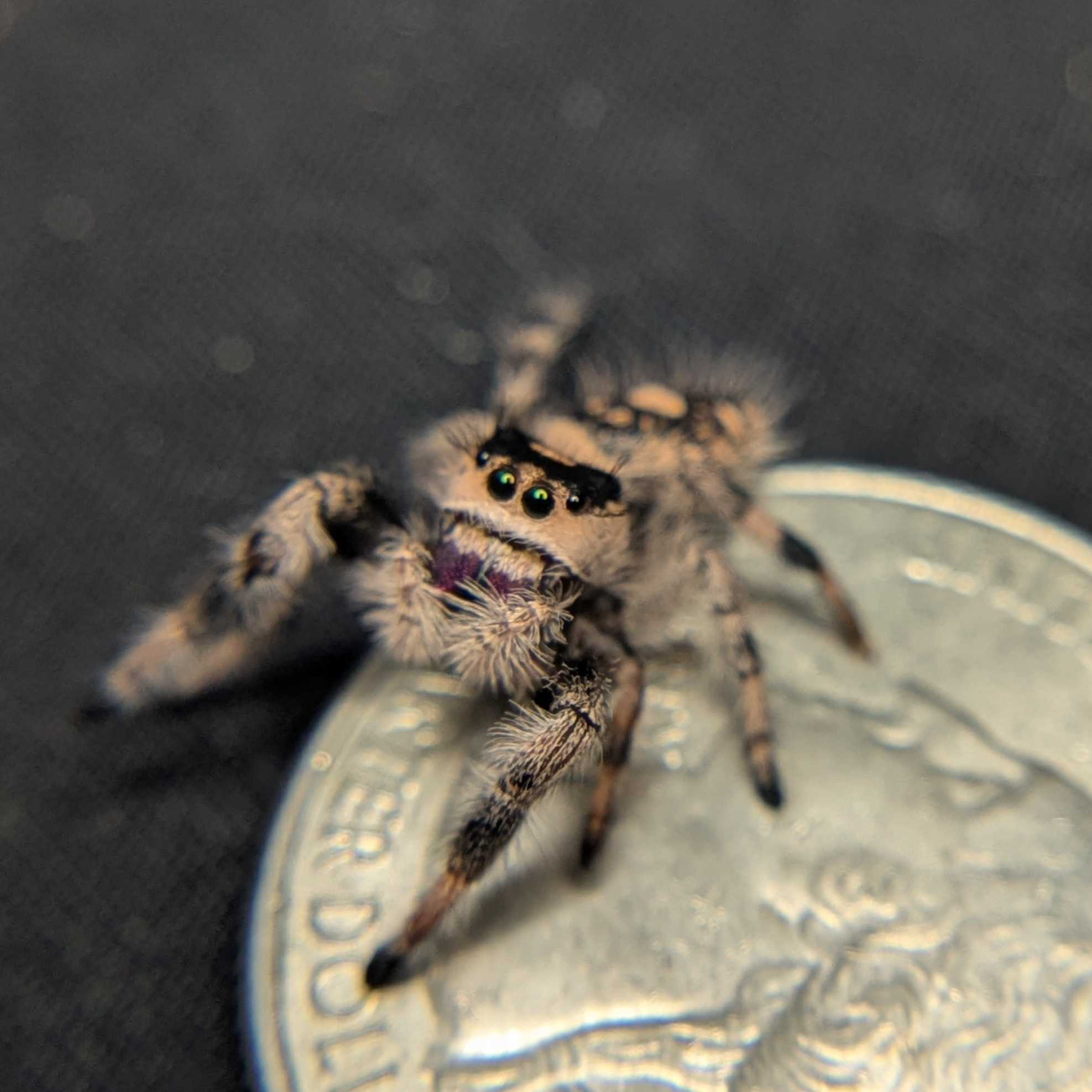 Regal Jumping Spider "Mira"