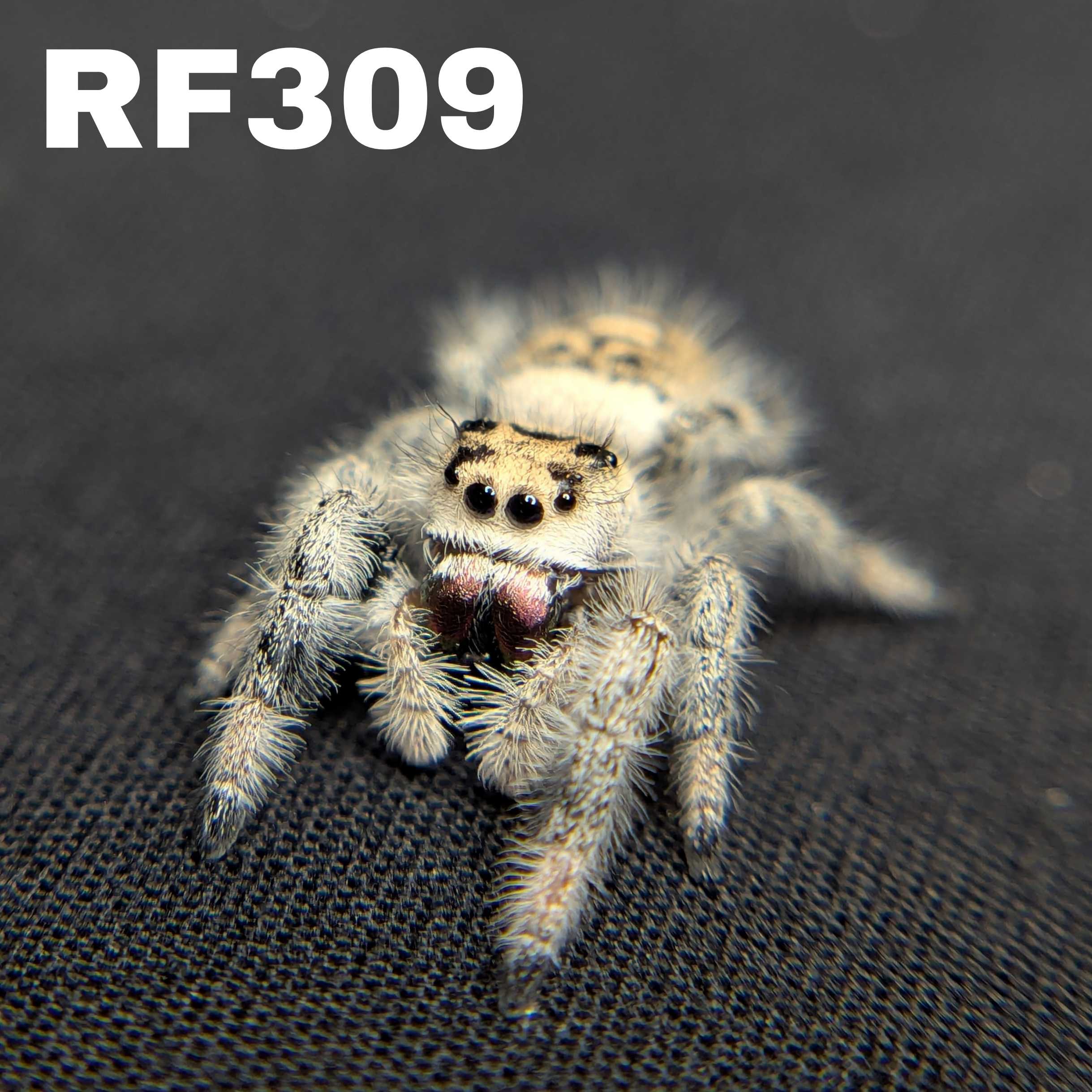 Regal Jumping Spider "Sugar"