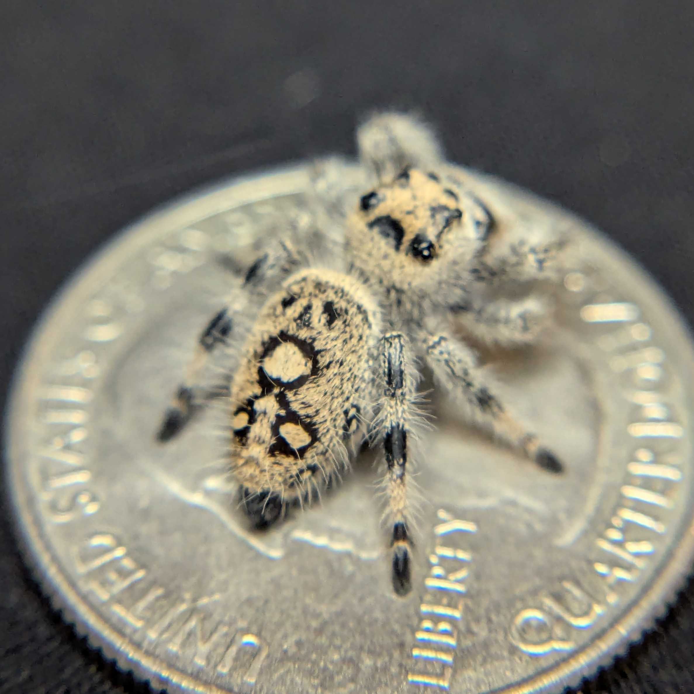 Regal Jumping Spider "Sugar"