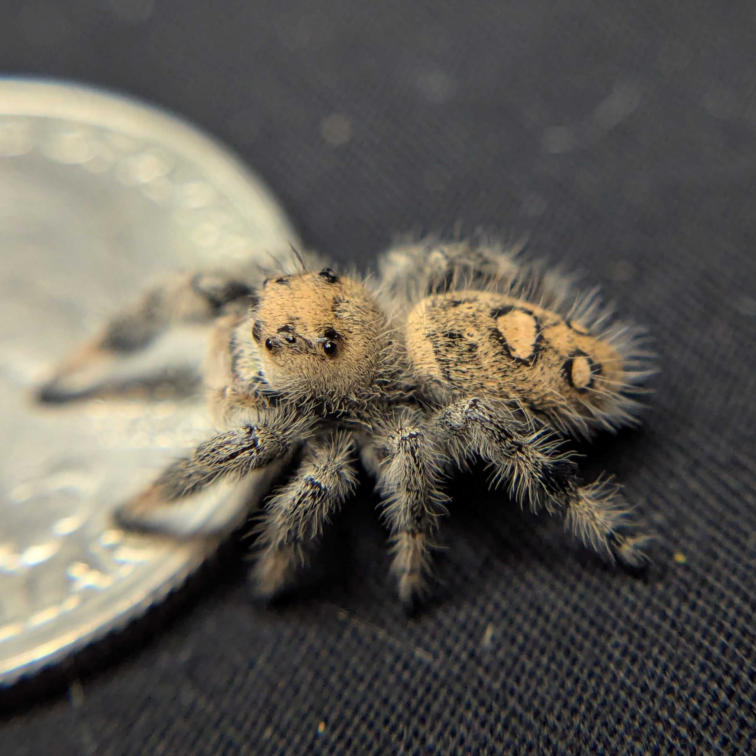 Regal Jumping Spider "Strawberry"