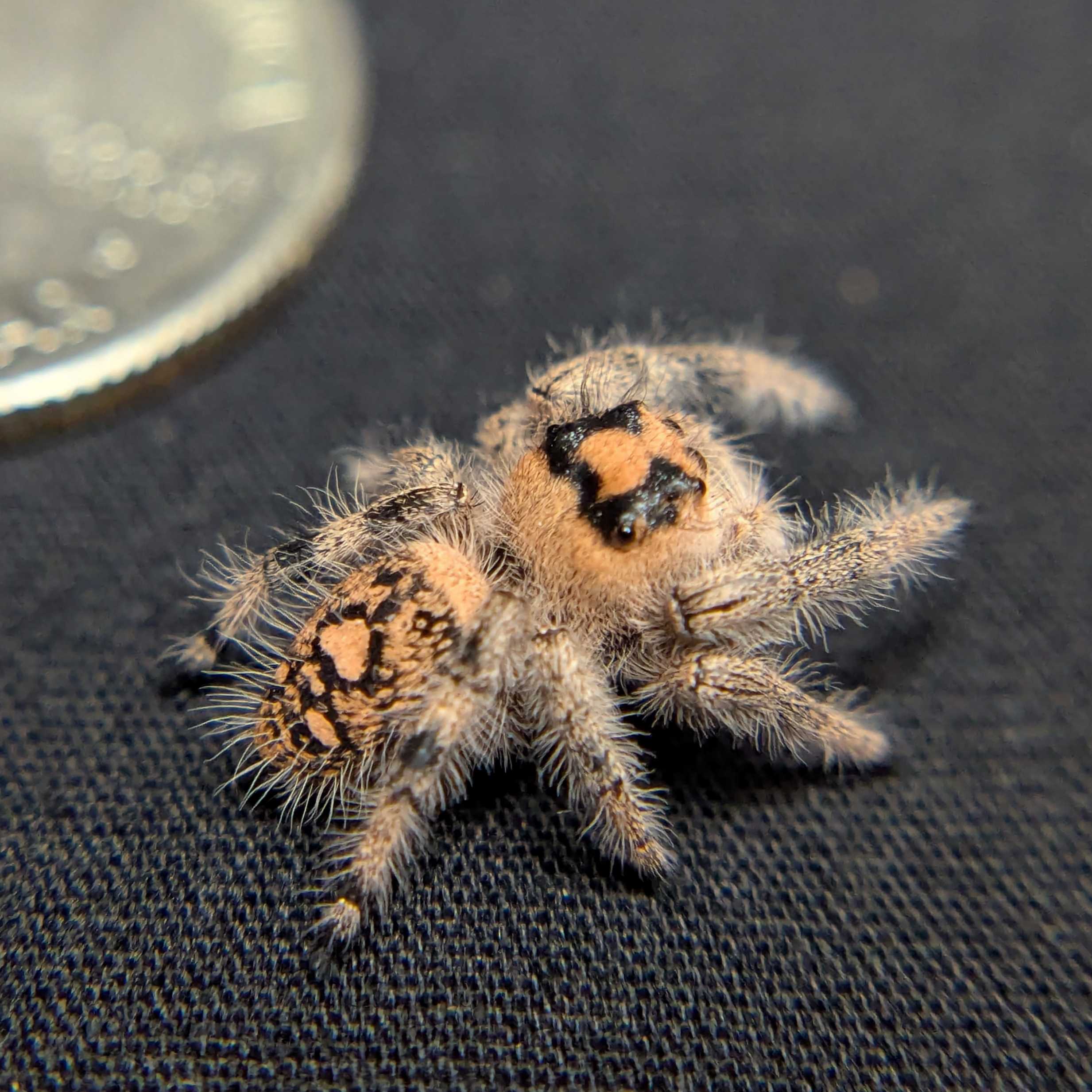 Regal Jumping Spider "Dream"