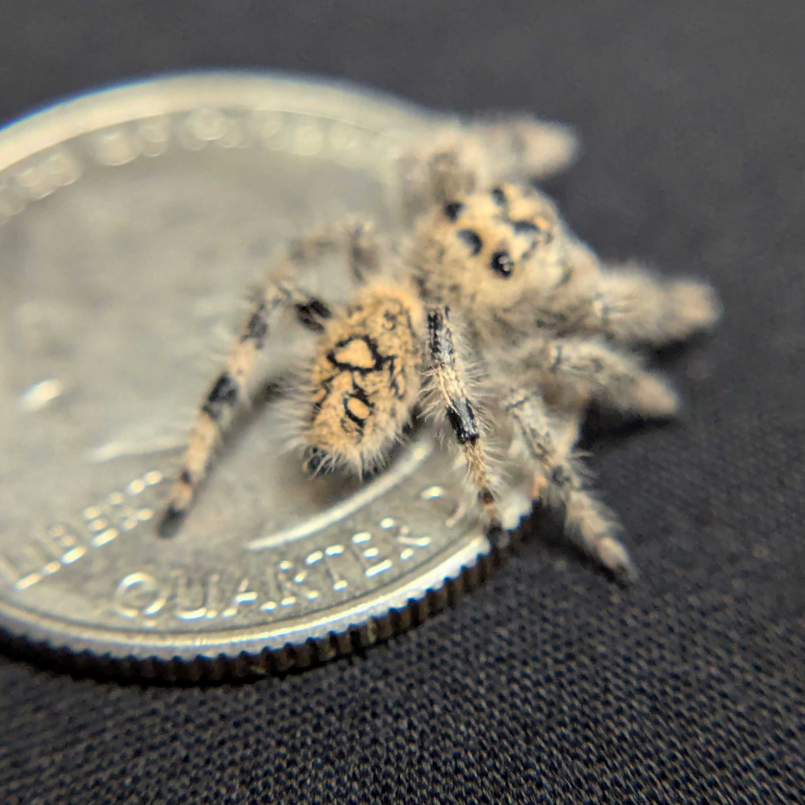 Regal Jumping Spider "Mozzarella"