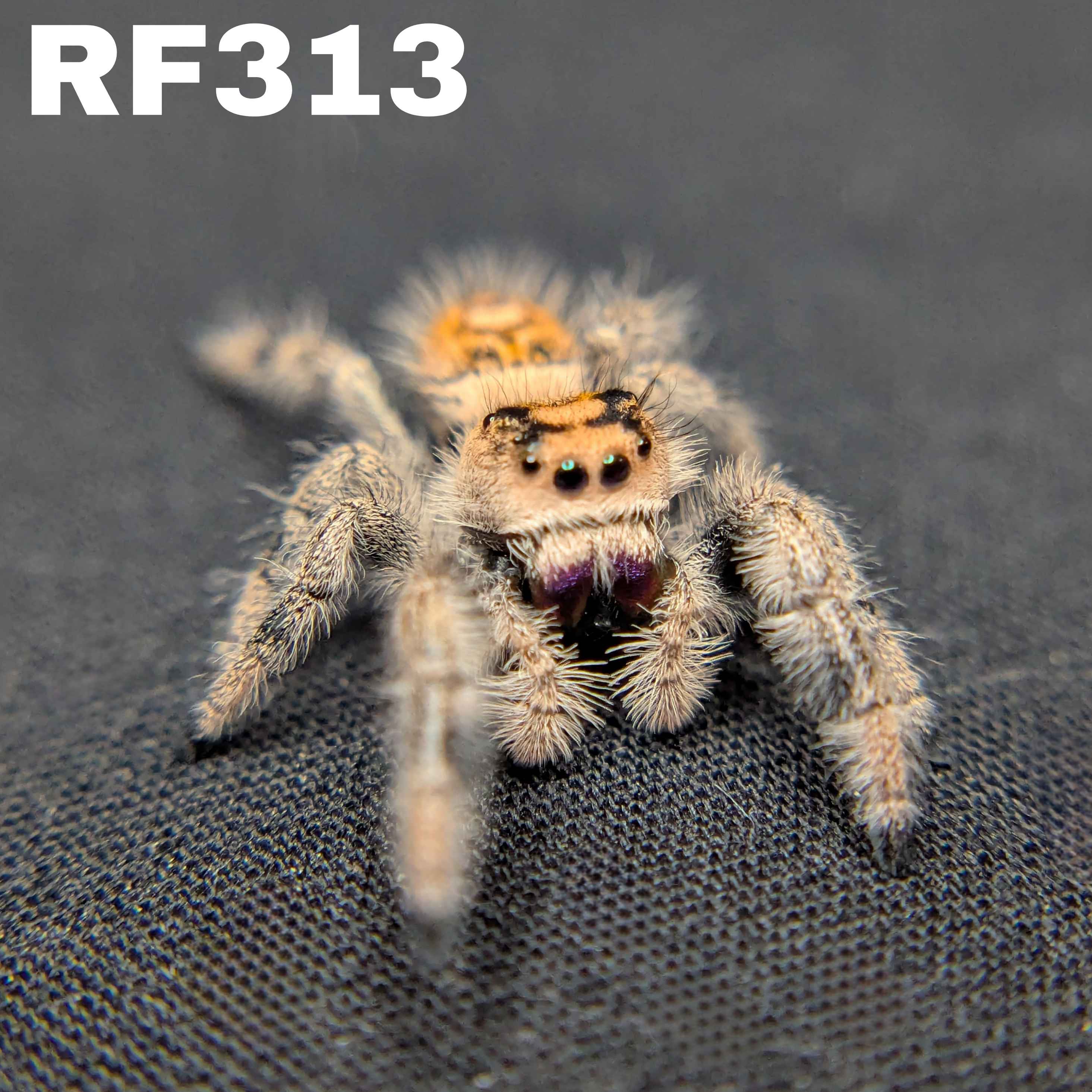 Regal Jumping Spider "Ivyplum"