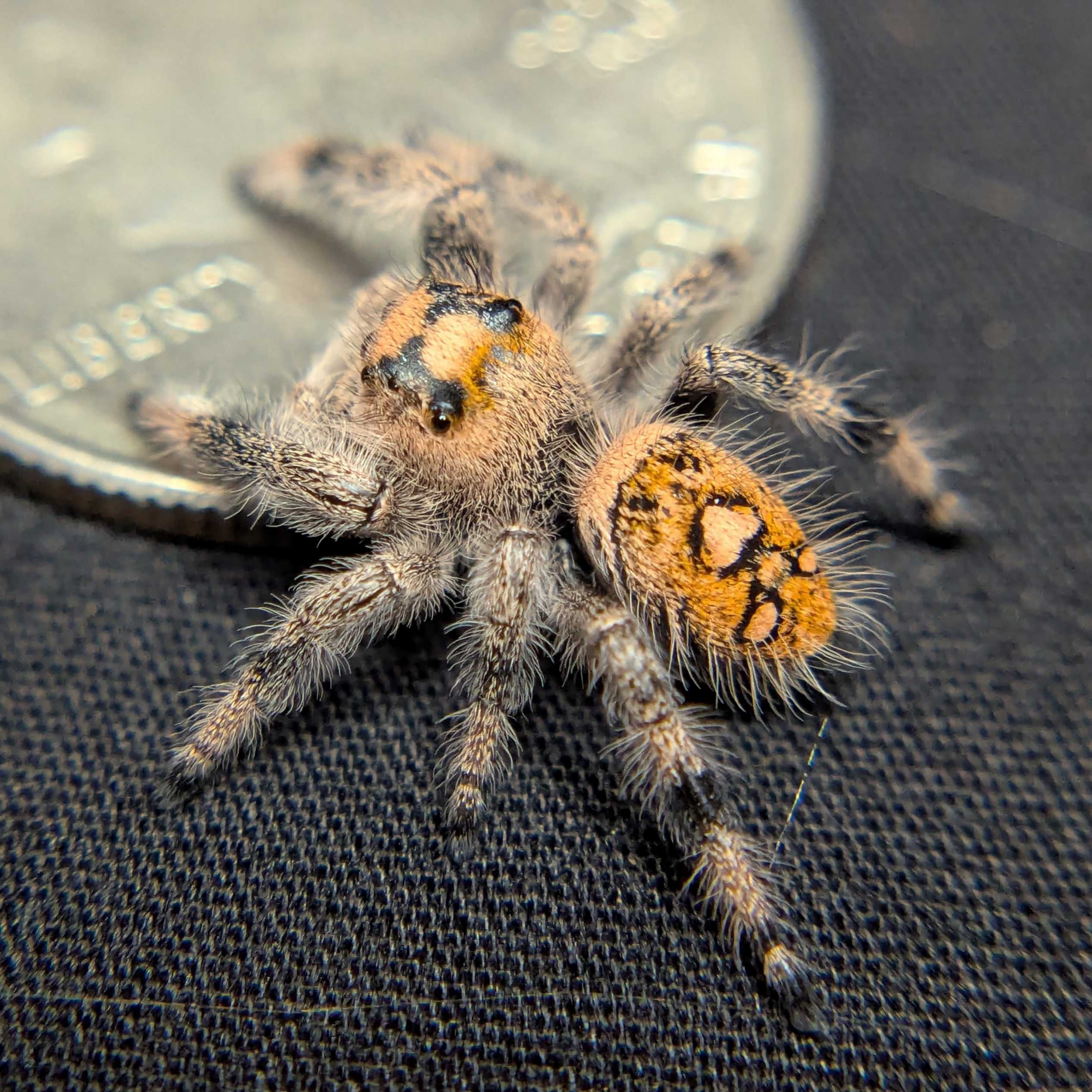 Regal Jumping Spider "Ivyplum"