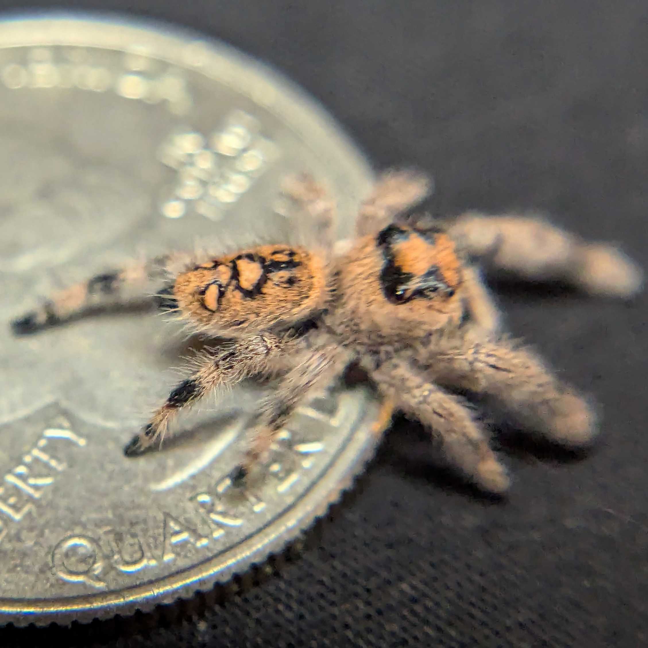 Regal Jumping Spider "Rose"