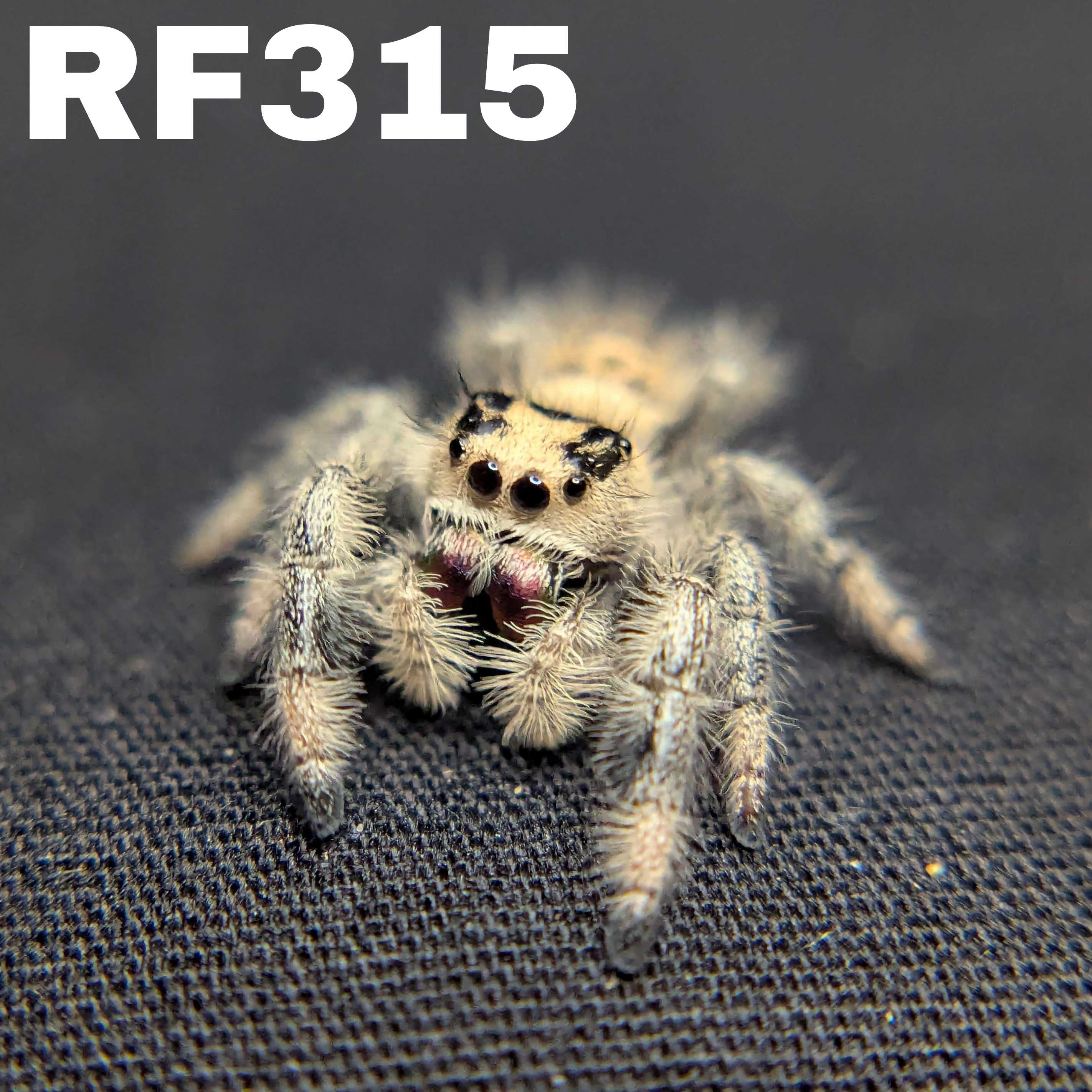 Regal Jumping Spider "Crepe"