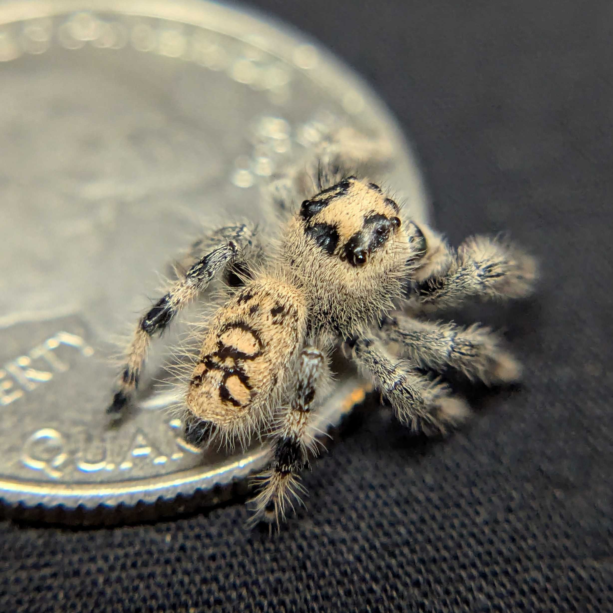 Regal Jumping Spider "Crepe"