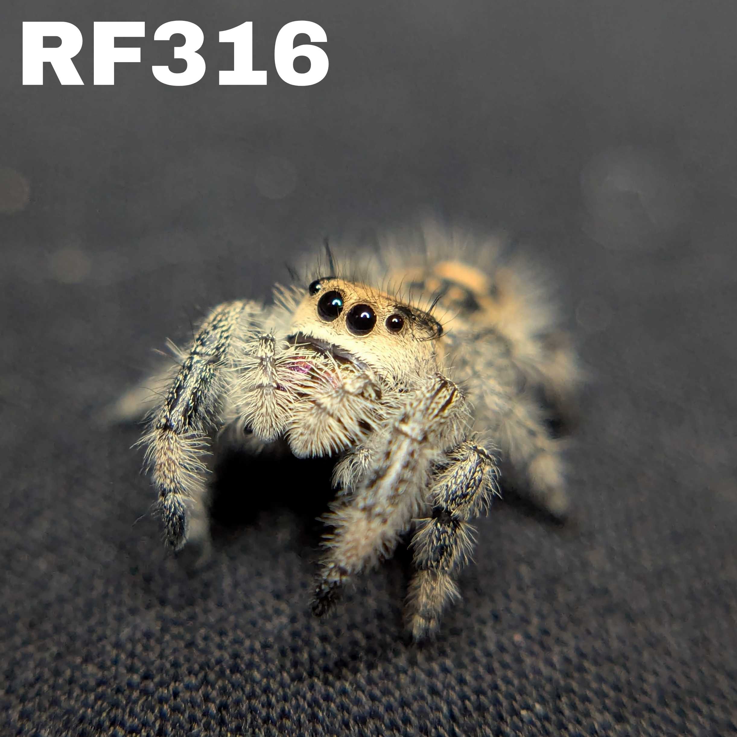 Regal Jumping Spider "Toasty"