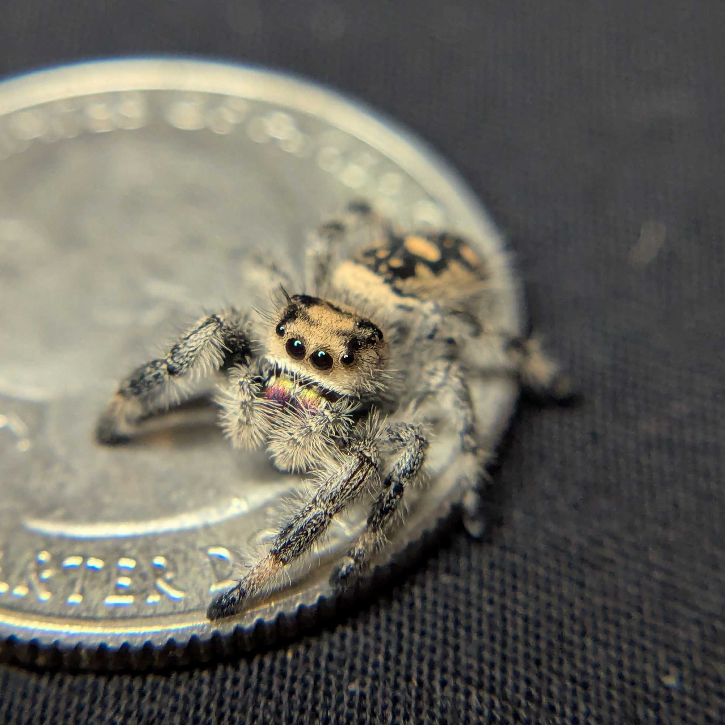 Regal Jumping Spider "Toasty"