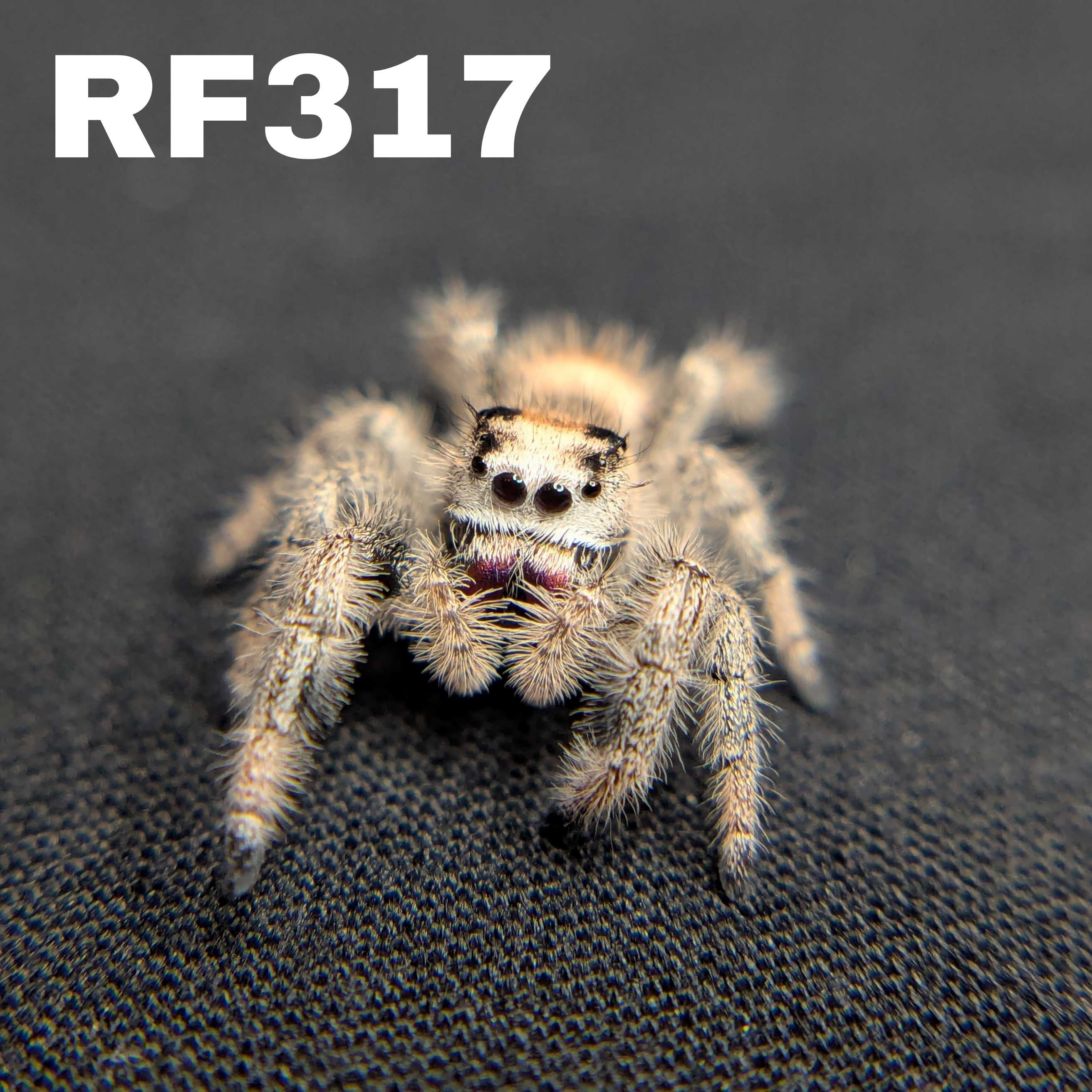 Regal Jumping Spider "Flare"