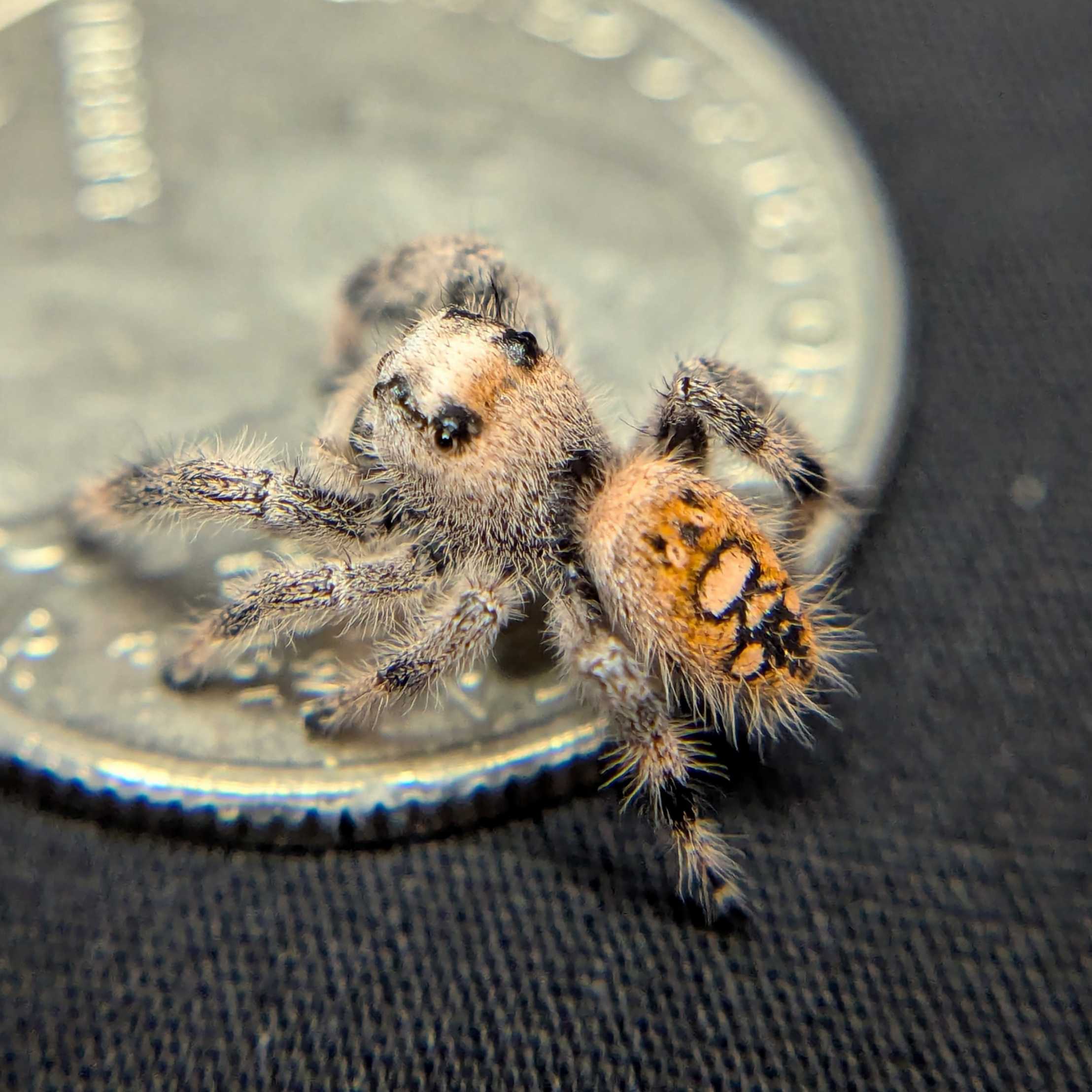 Regal Jumping Spider "Flare"