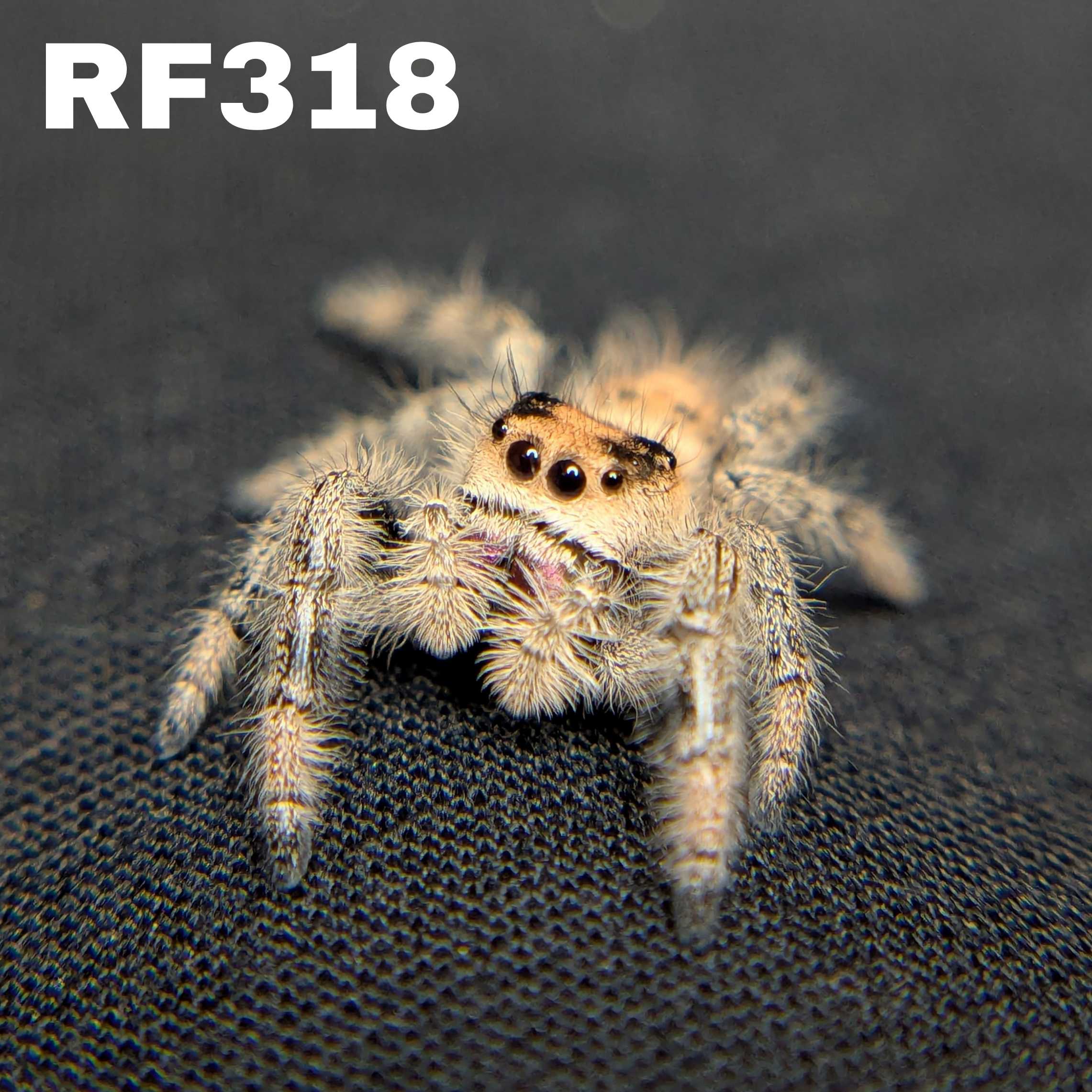 Regal Jumping Spider "Pumpkin"