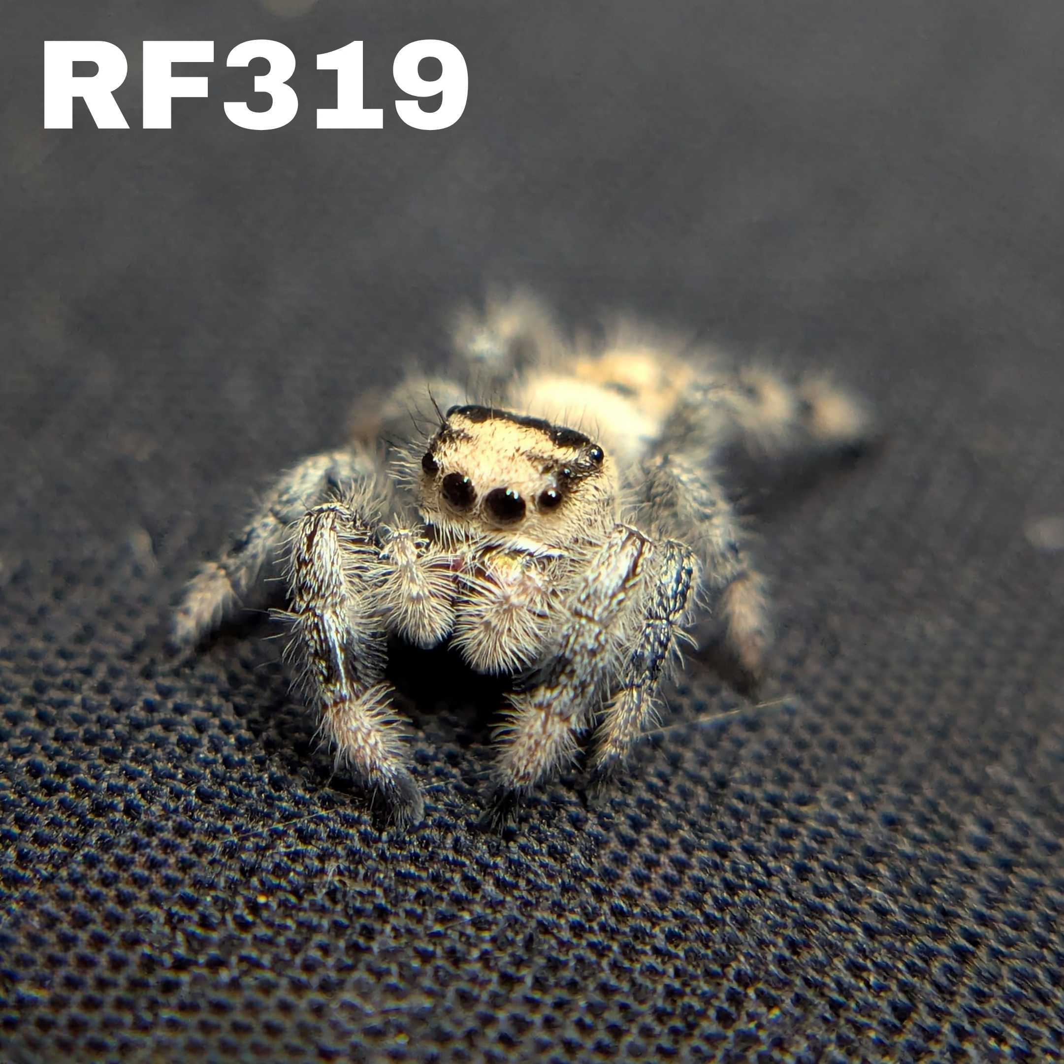 Regal Jumping Spider "Sundae"