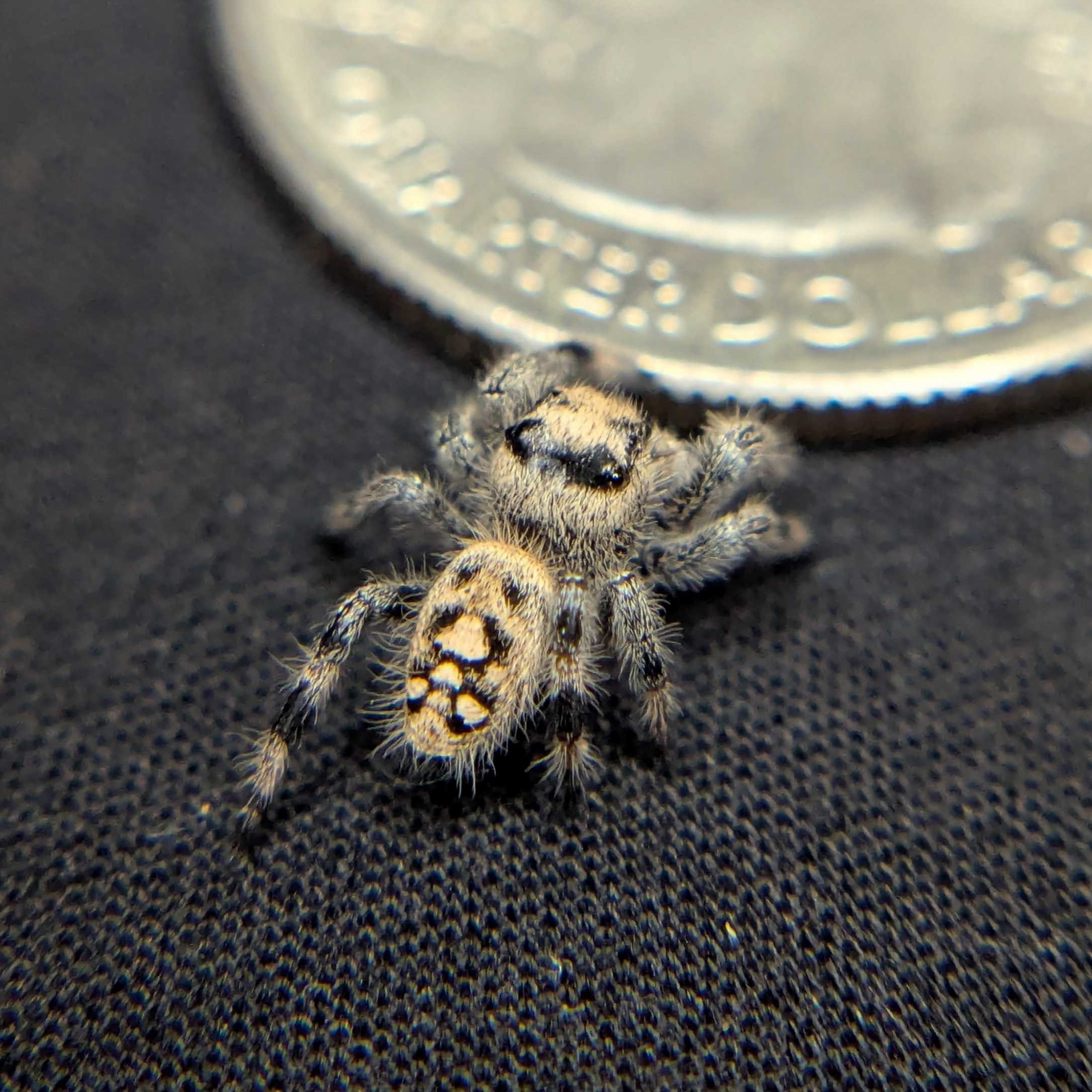 Regal Jumping Spider "Sundae"